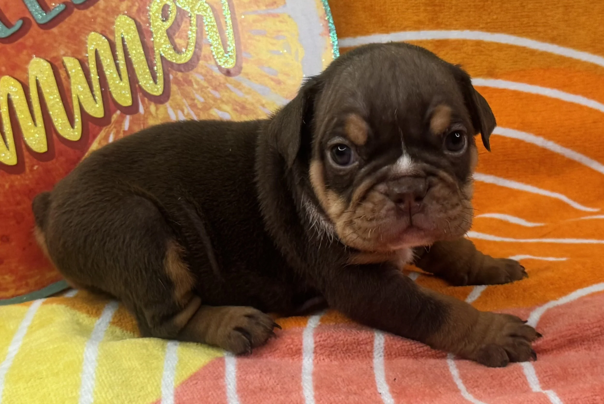 Phoebe - $4000