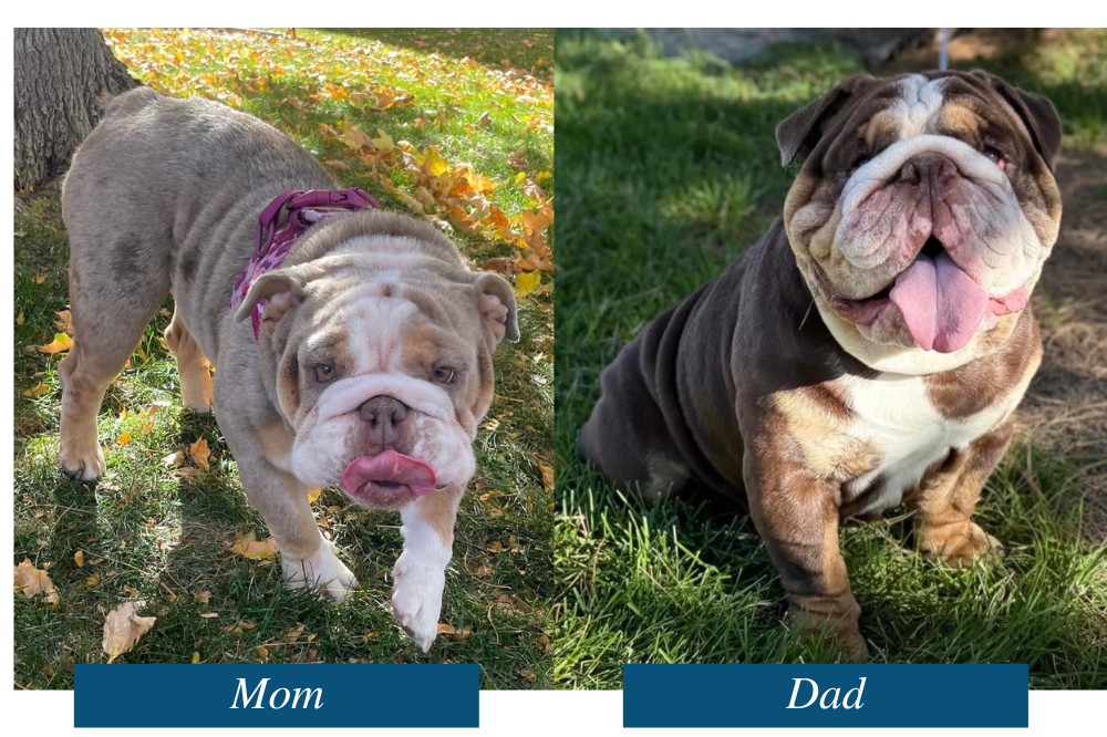 Adele Tankrtots - Parents.png
