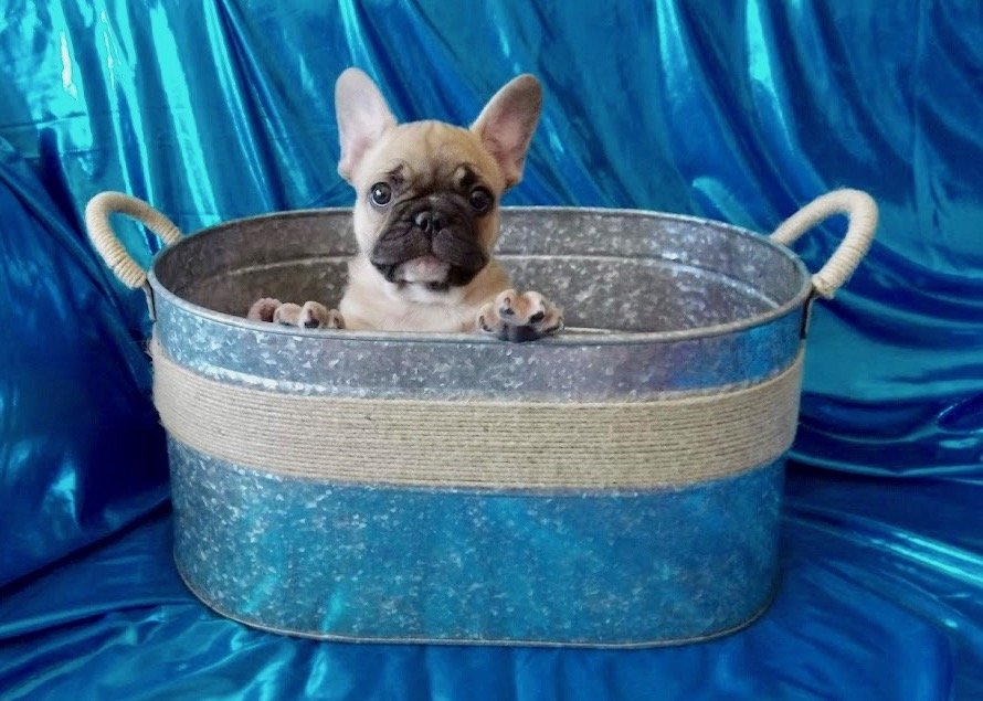 No Frenchies Available At This Time, Please Check Back Soon...