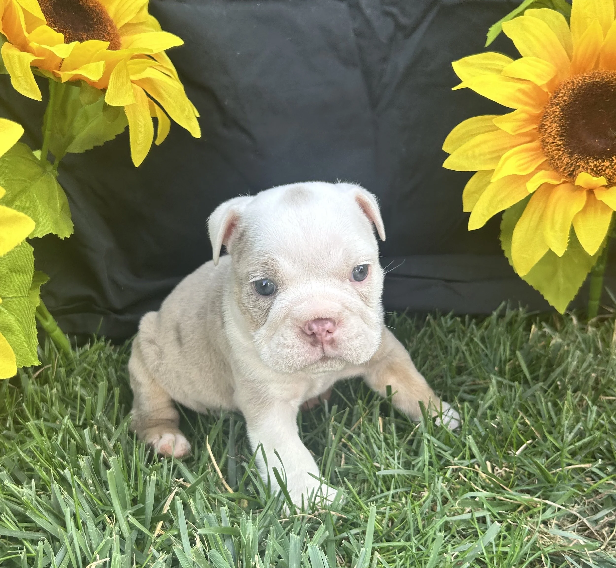 Bodhi - $5000