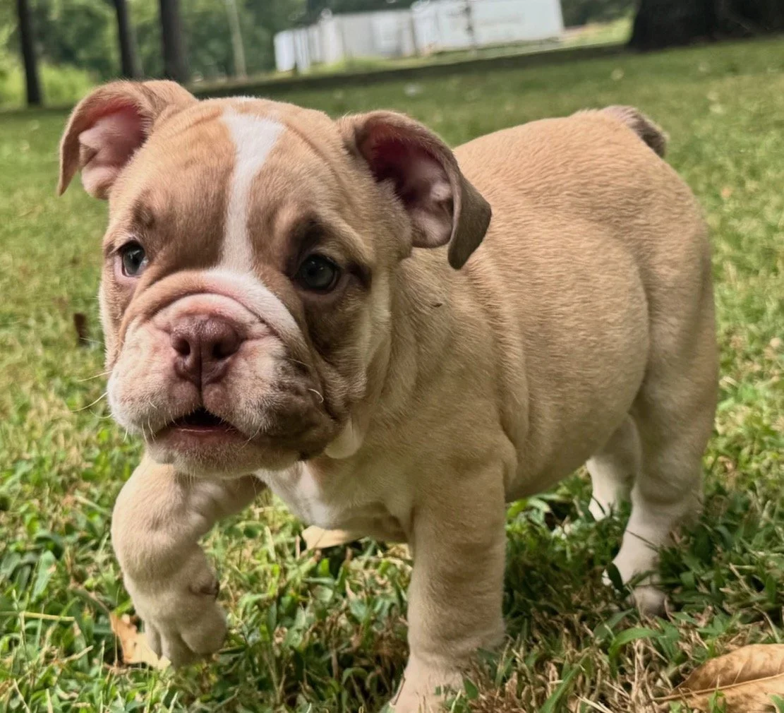 Rachel - $3800