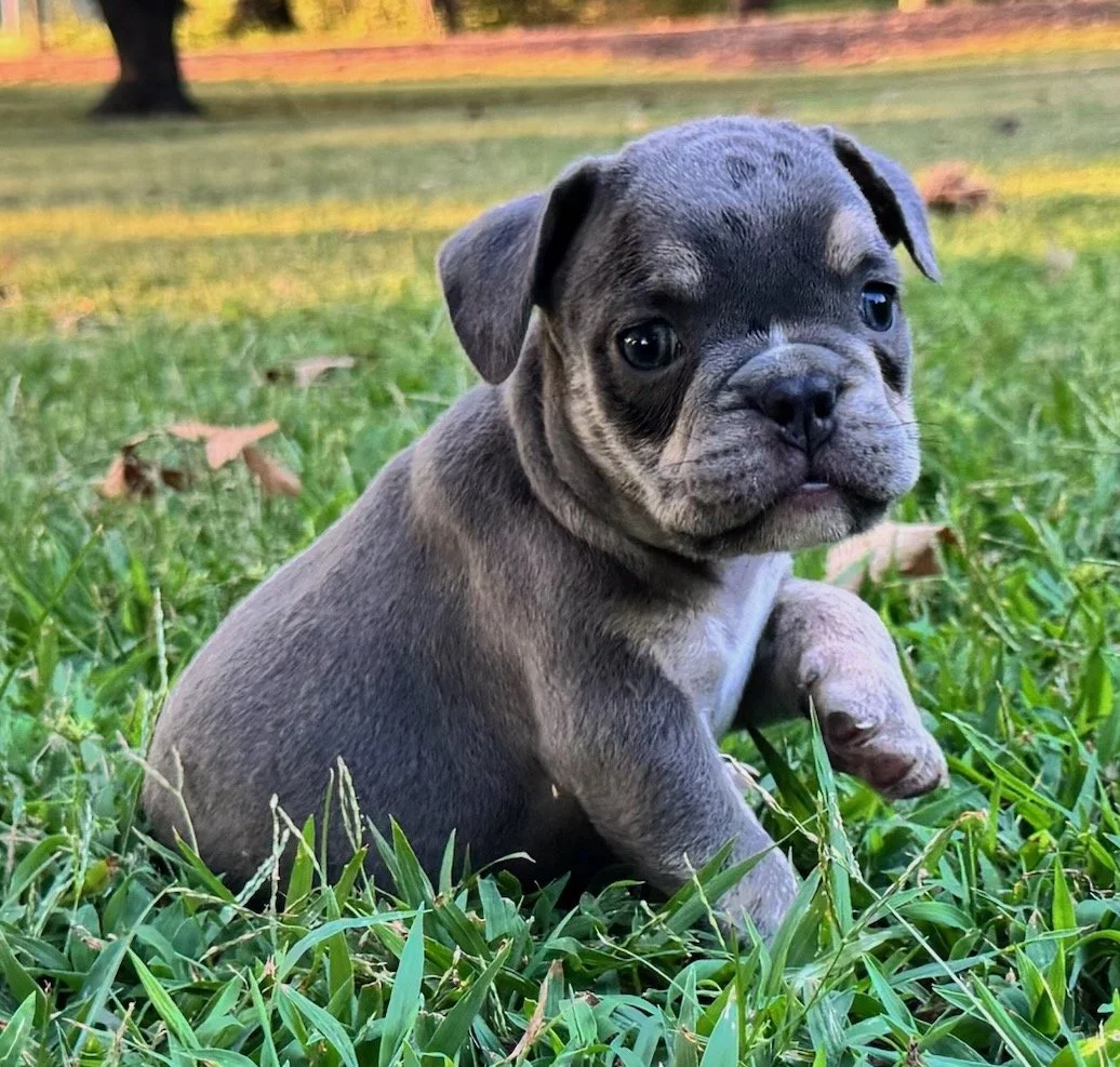 Spud - $3800