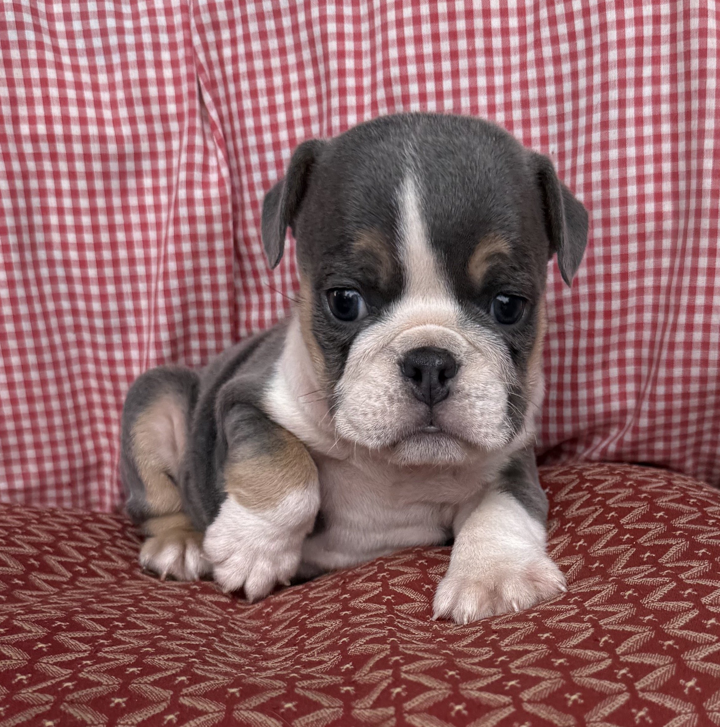 Rambo - $3800