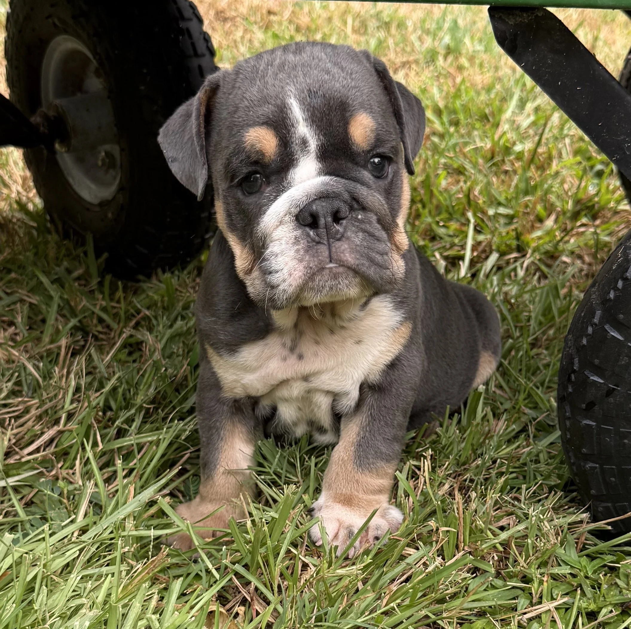 Gator - $3800