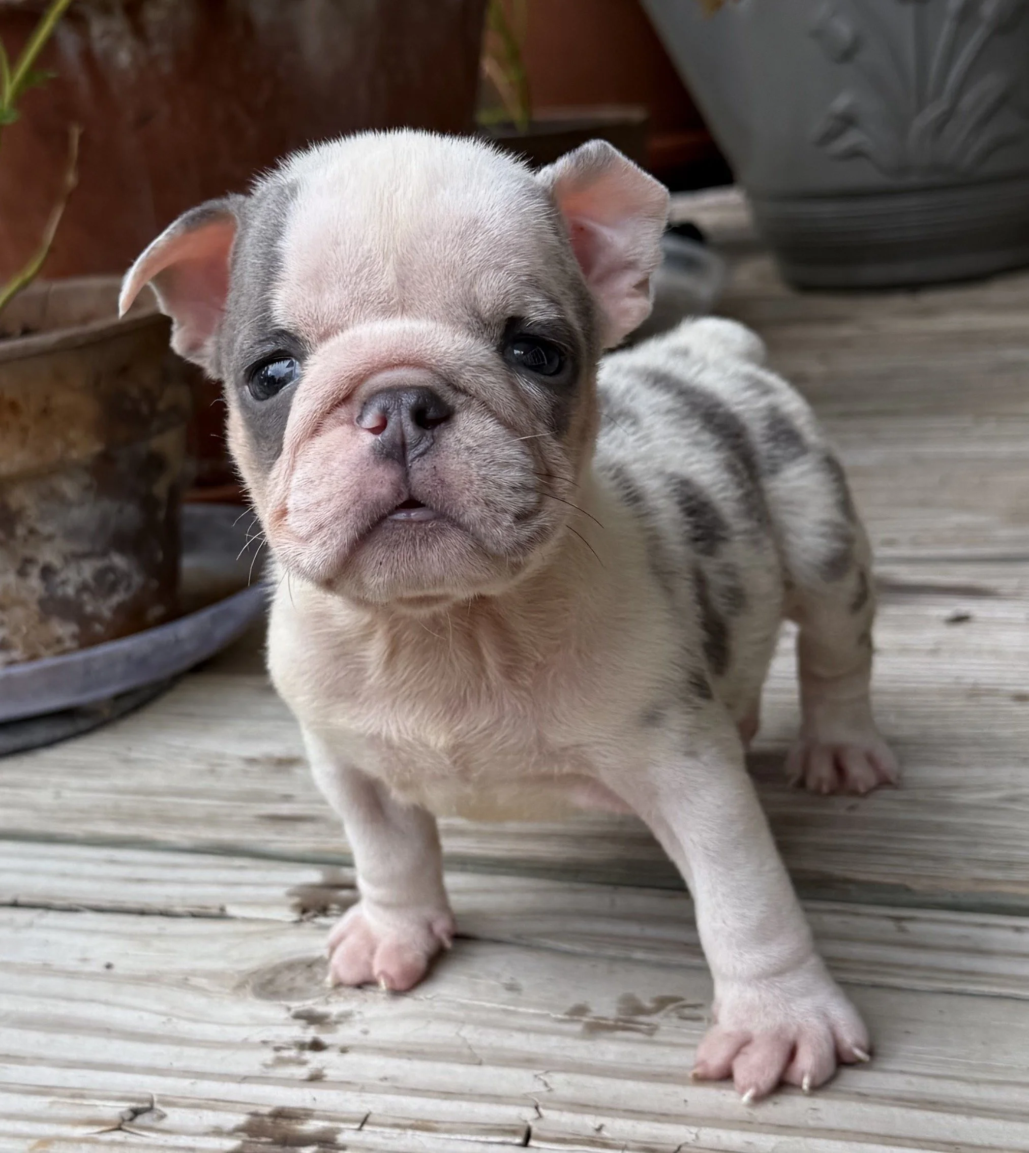 Dixie - $3800