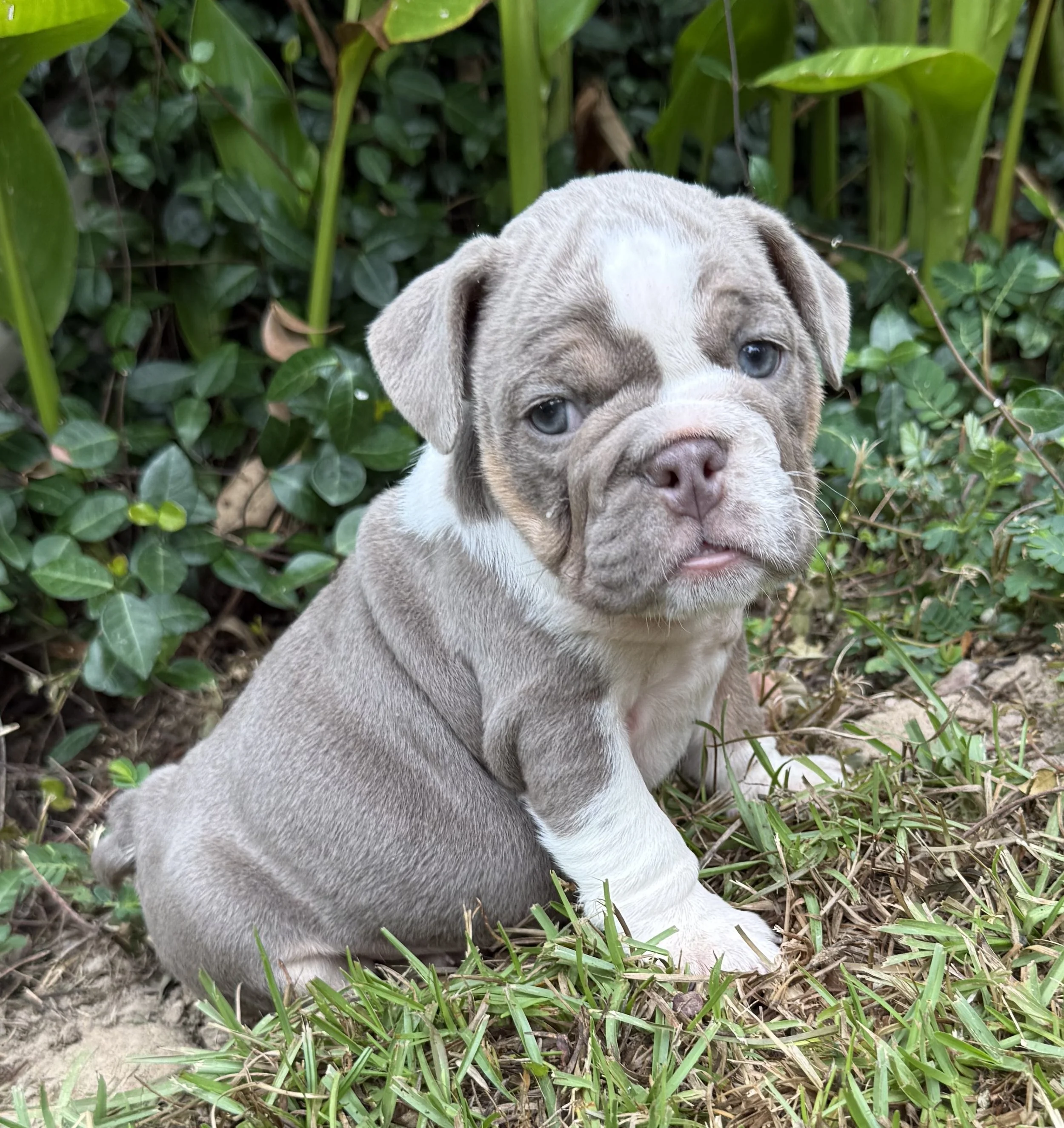 Gracie - $3800