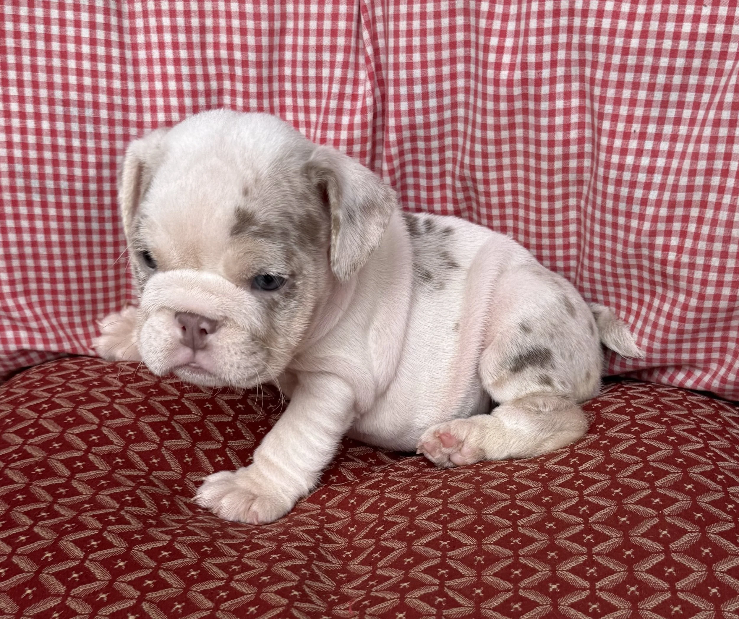 Dolly - $3800