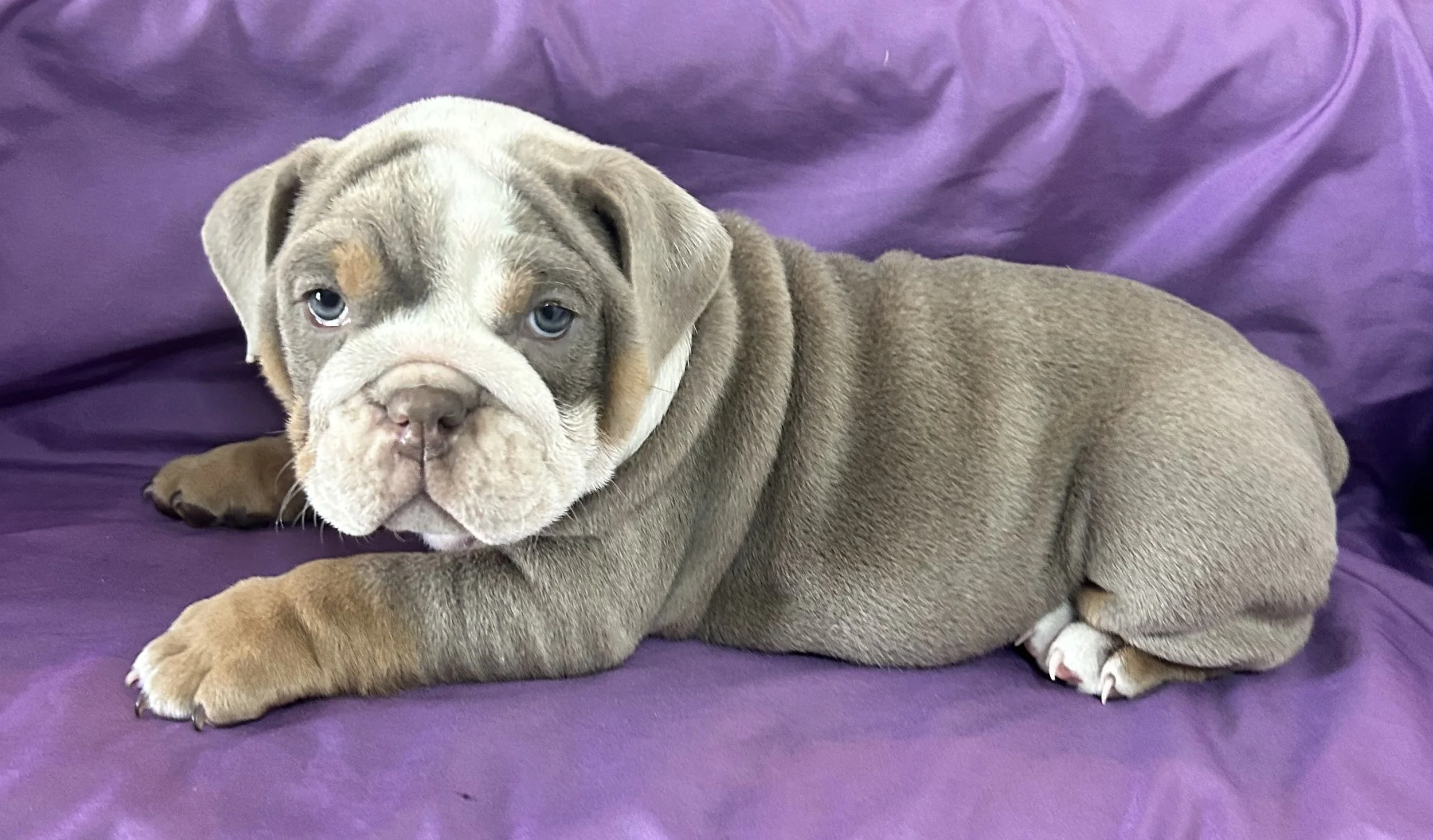 Olympia - $5000