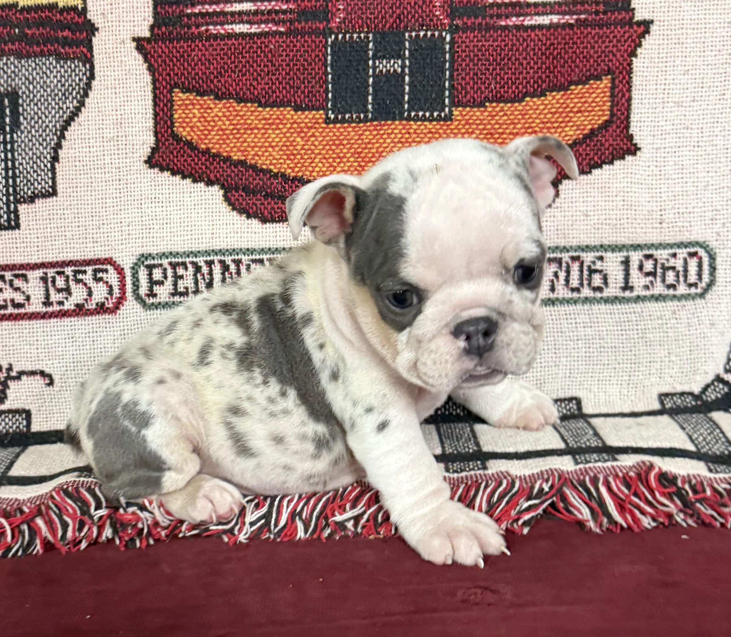 Dixie - $3800