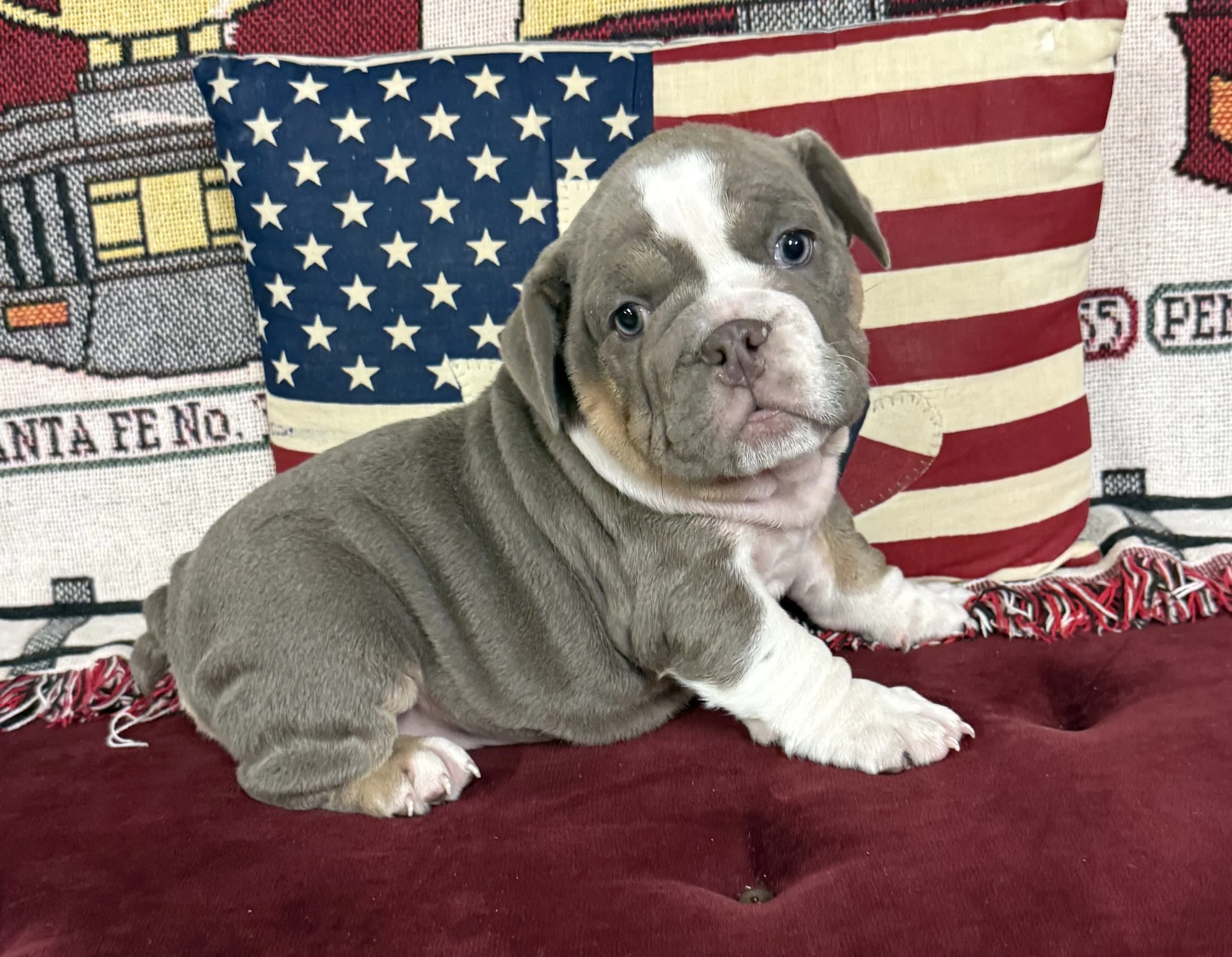 Gracie - $3800