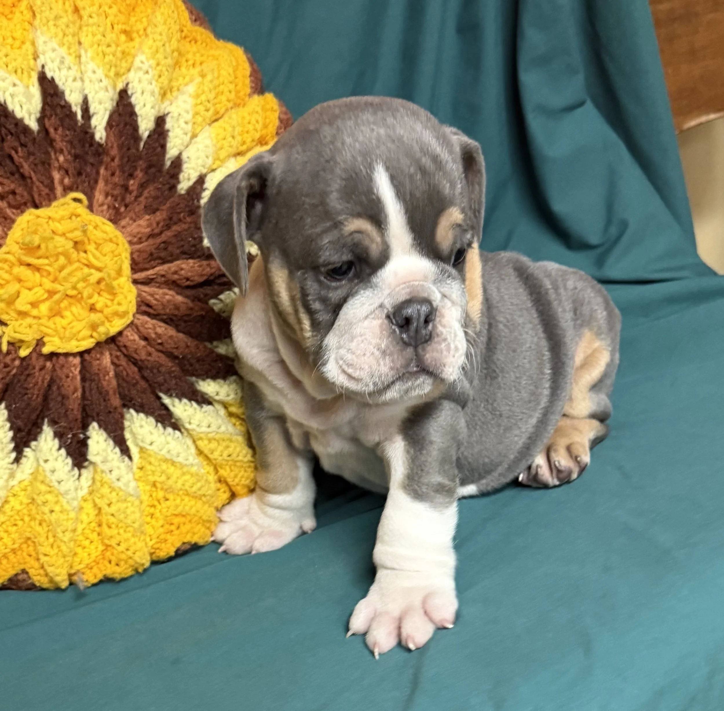 Rambo - $3800