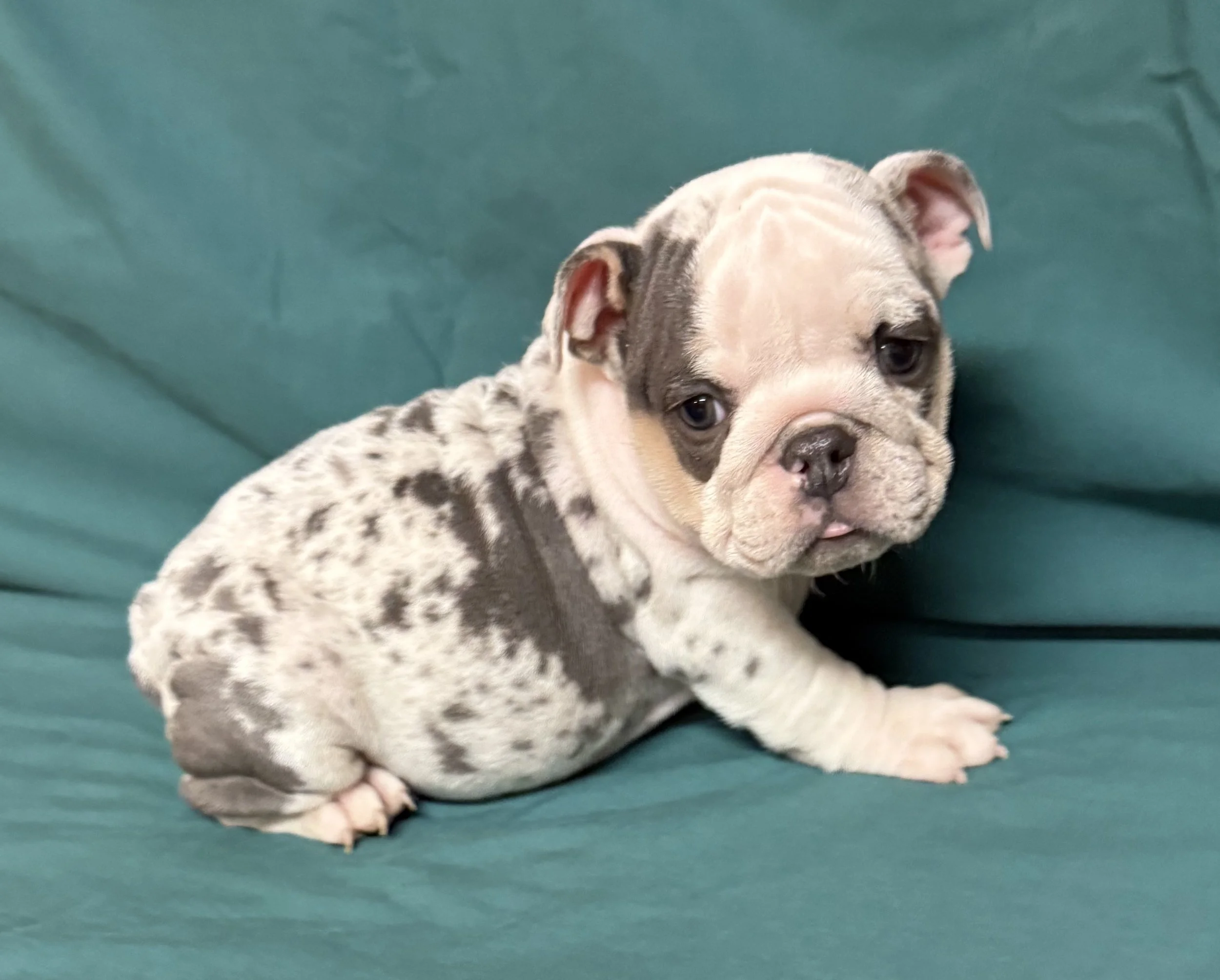 Dixie - $3800