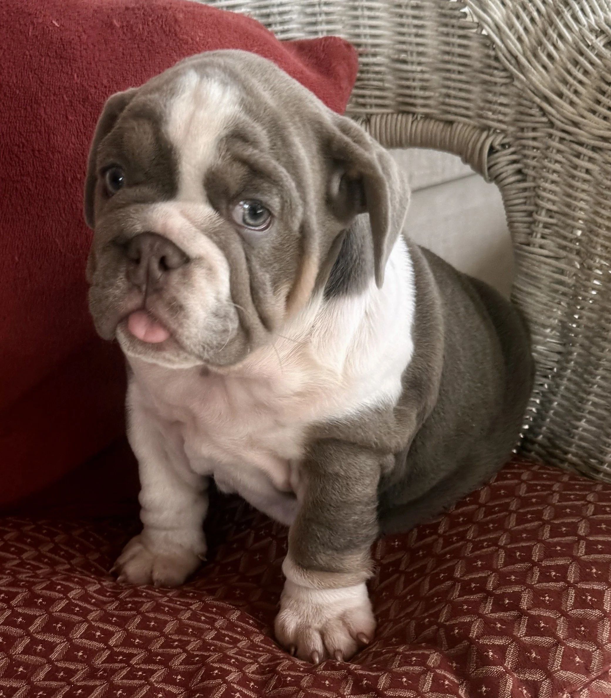 Gracie - $3800