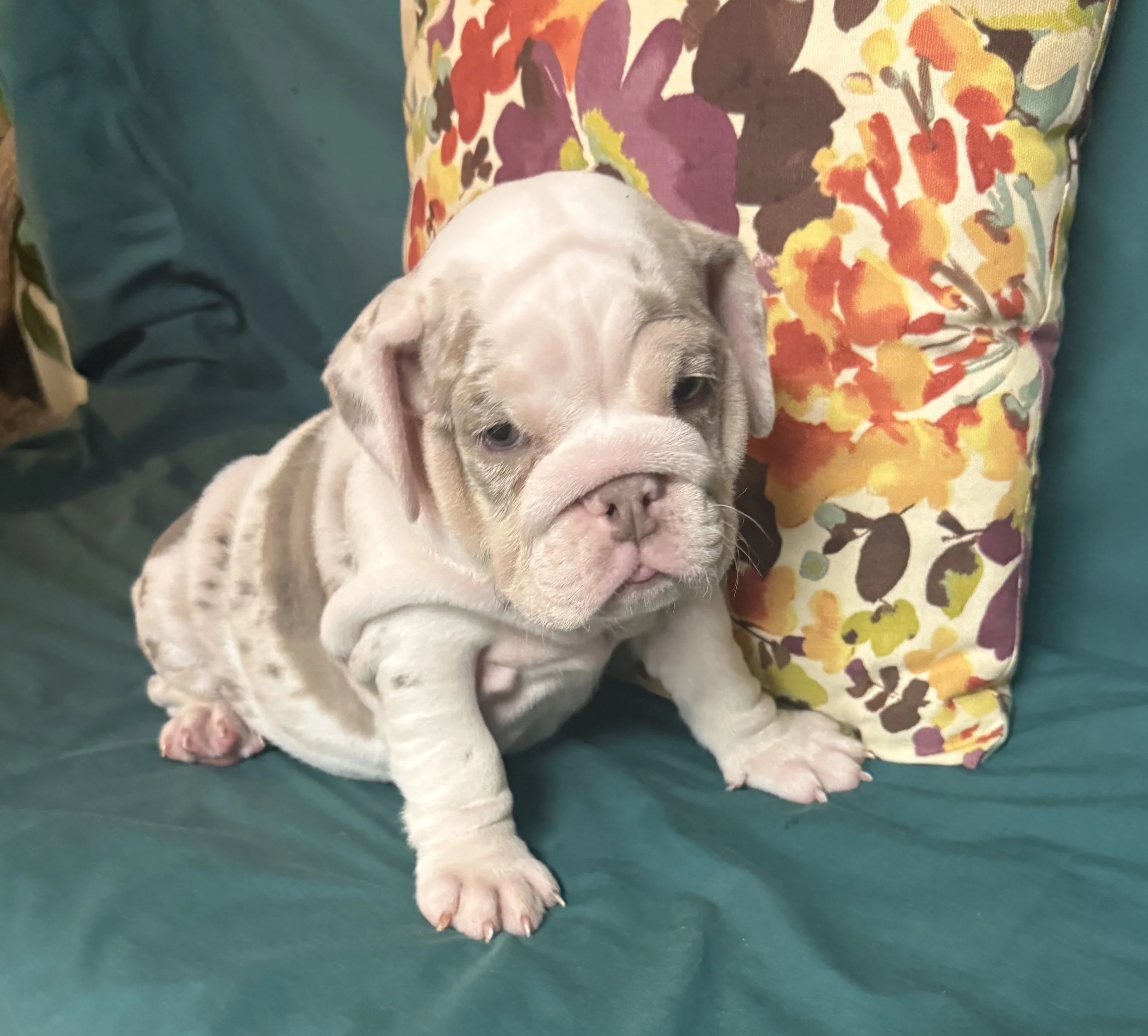 Dolly - $3800
