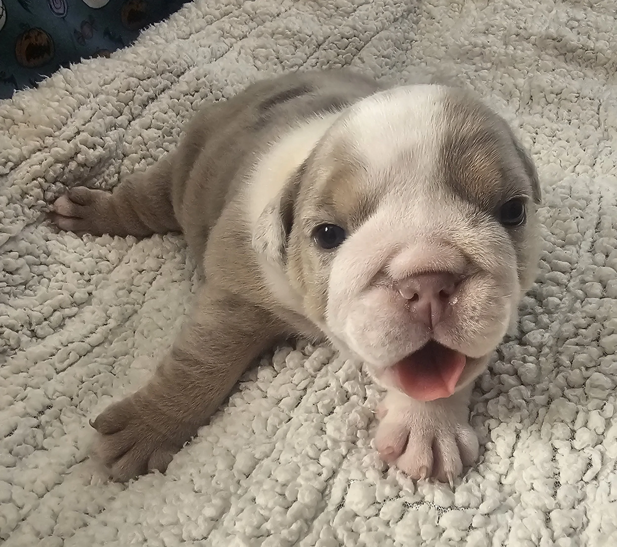 Dozer.jpg