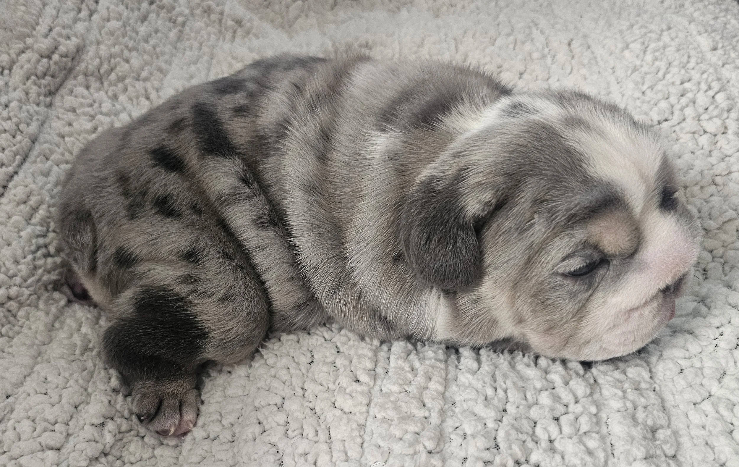 Sirloin.jpg