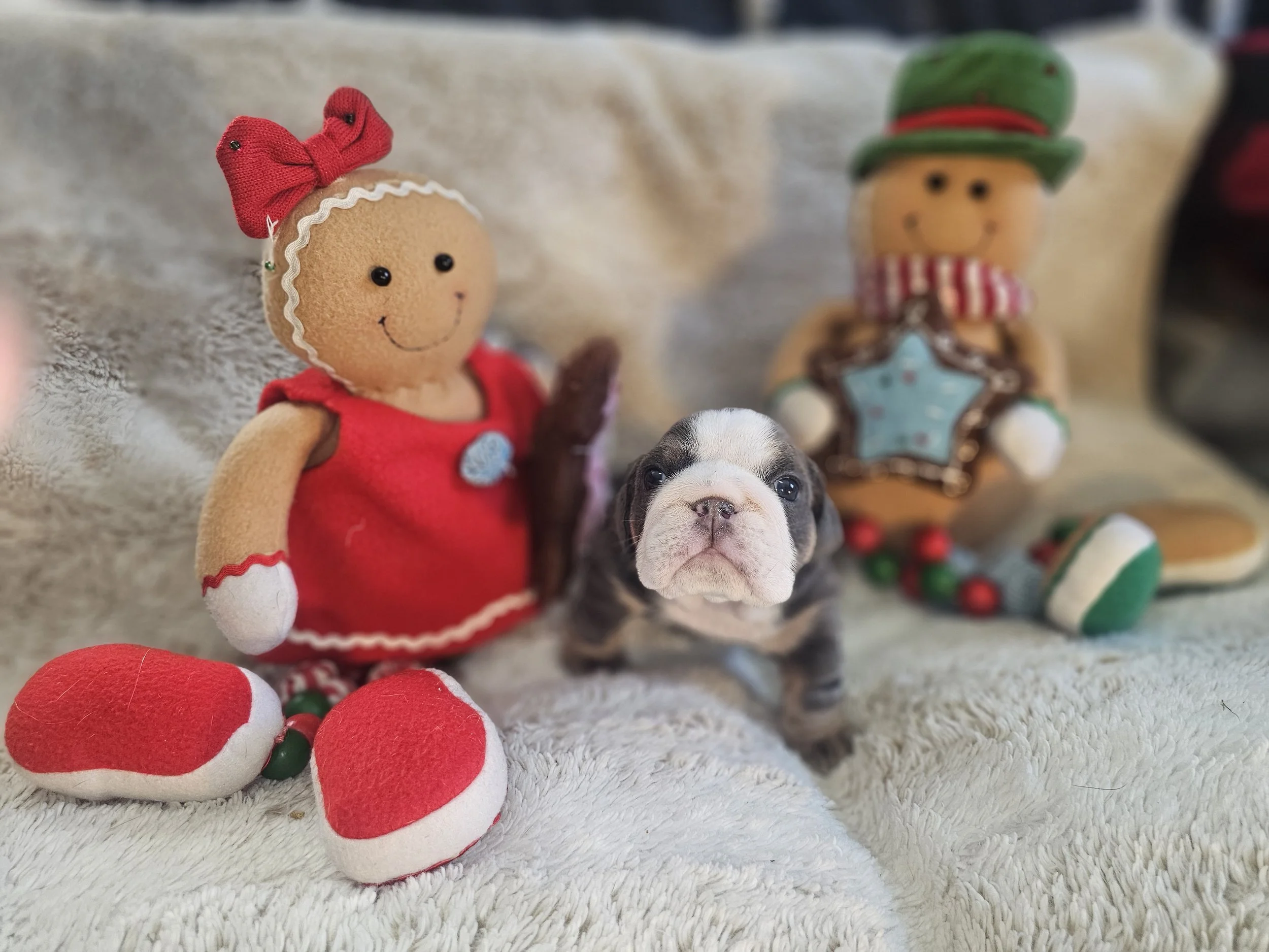 Ozzy - $5000