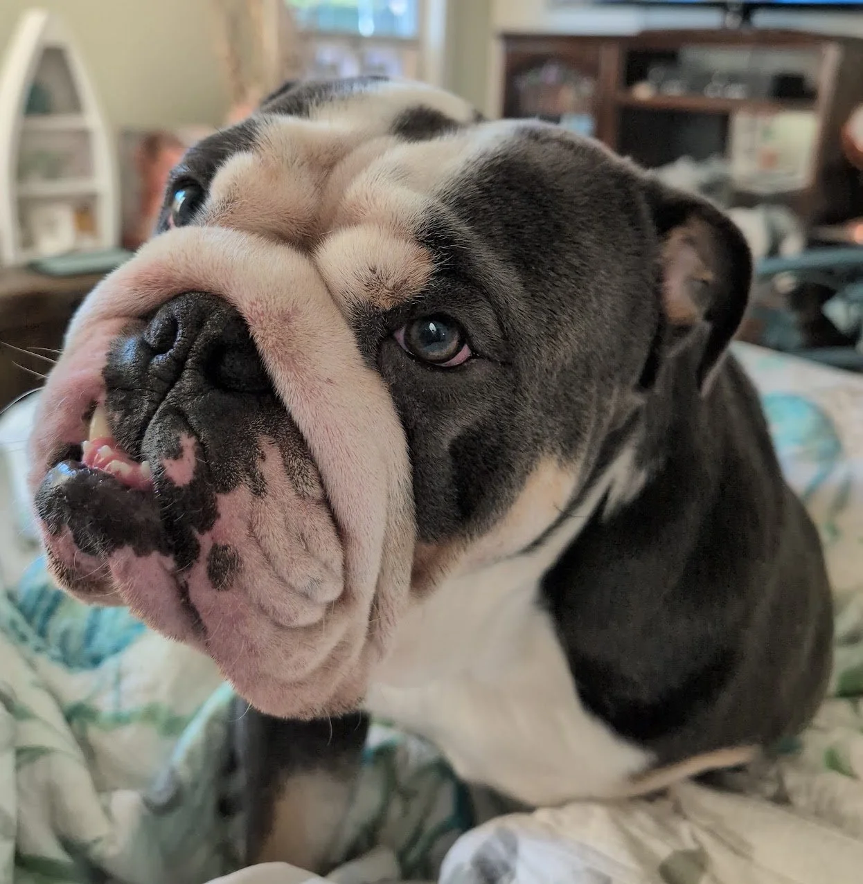 Canine Acne