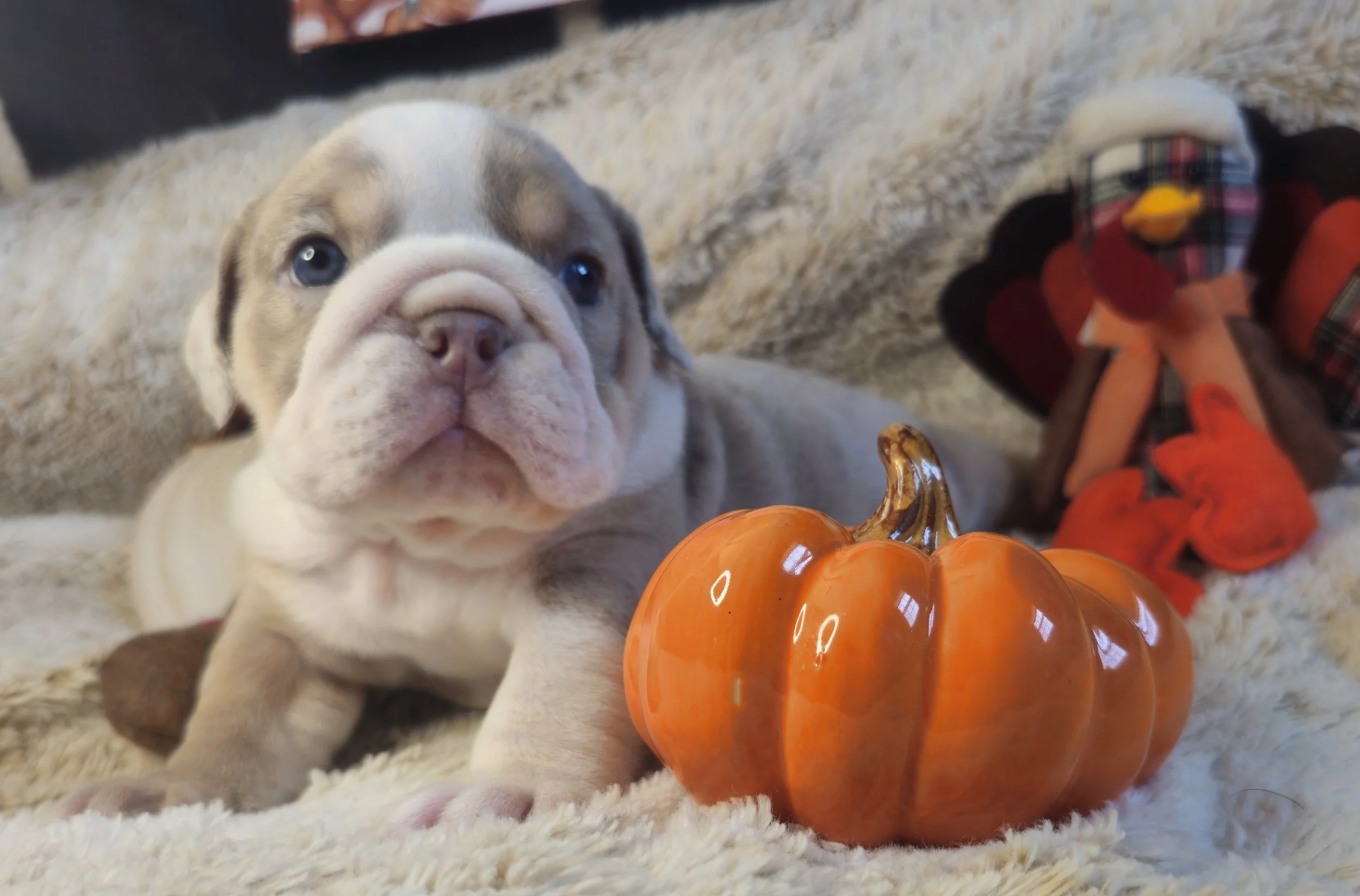 Dozer - $5000