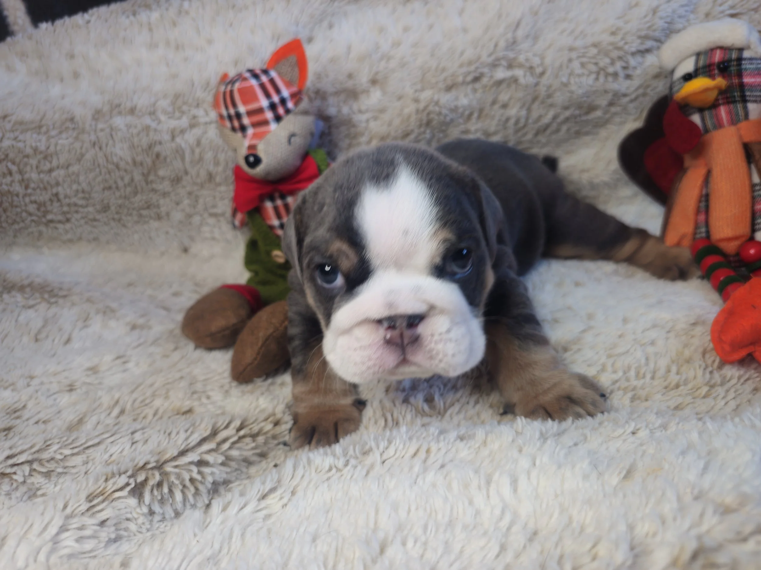 Ozzy - $5000