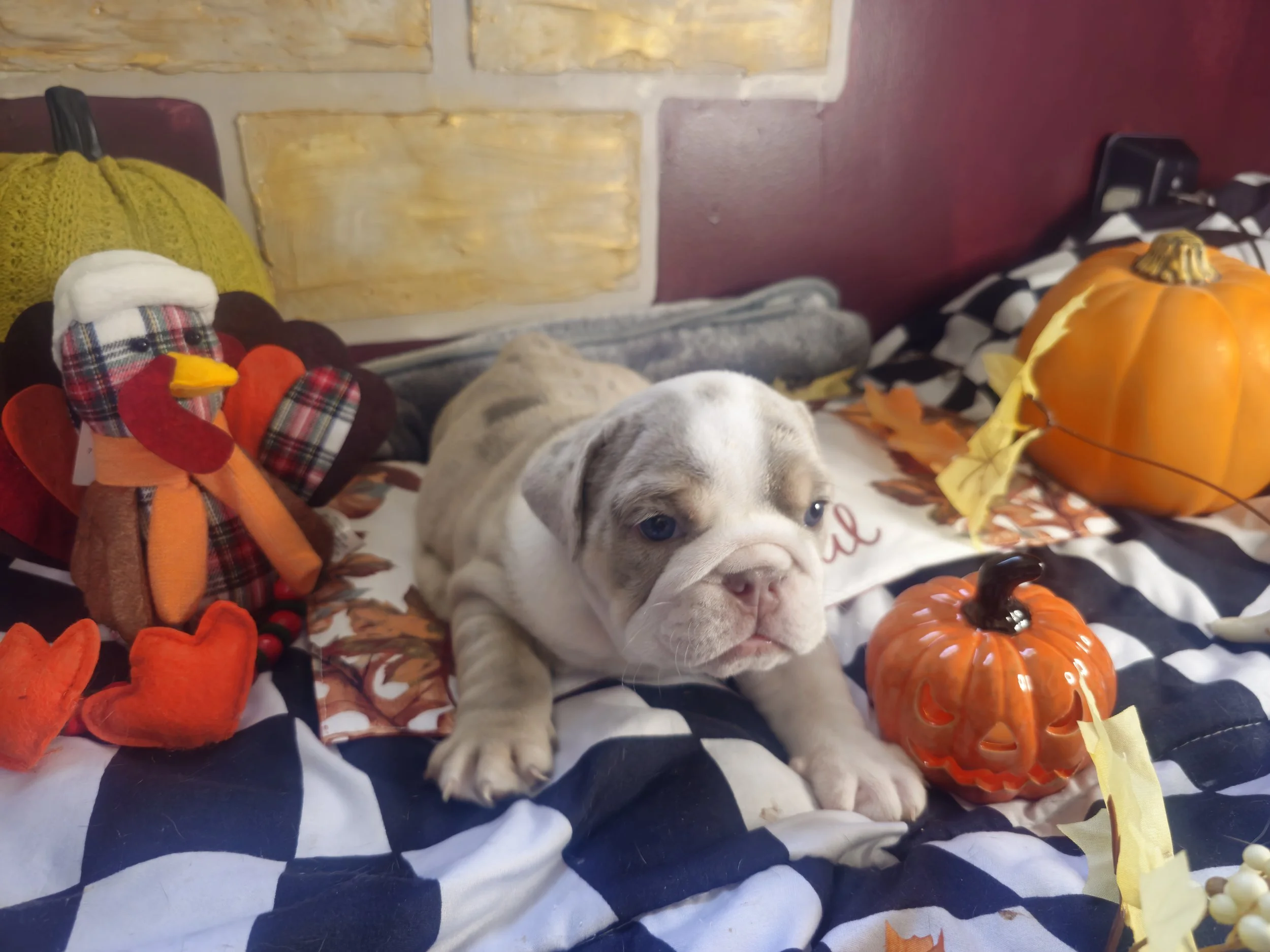 Dozer.jpg