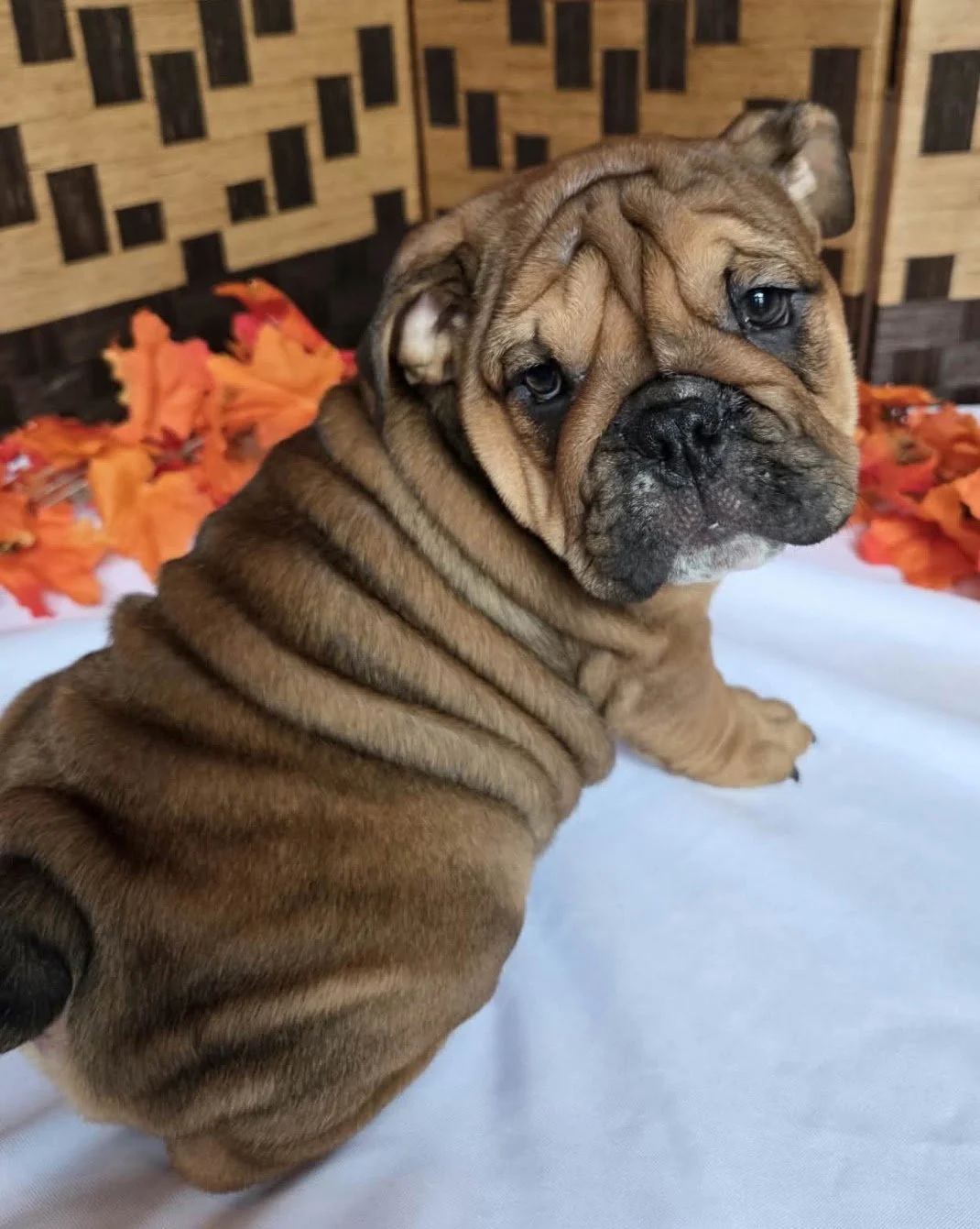 Peanut.jpg