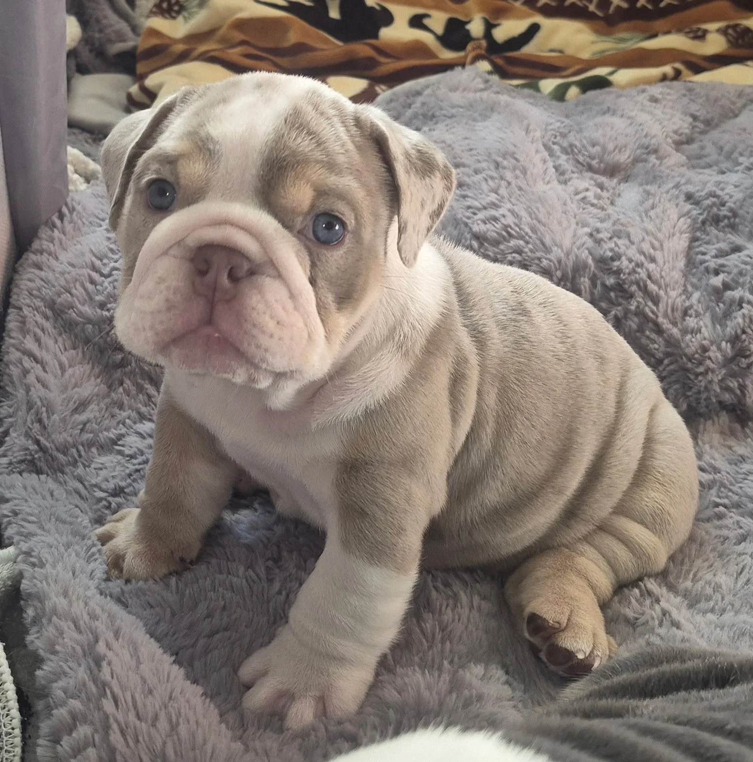 Dozer - $5000