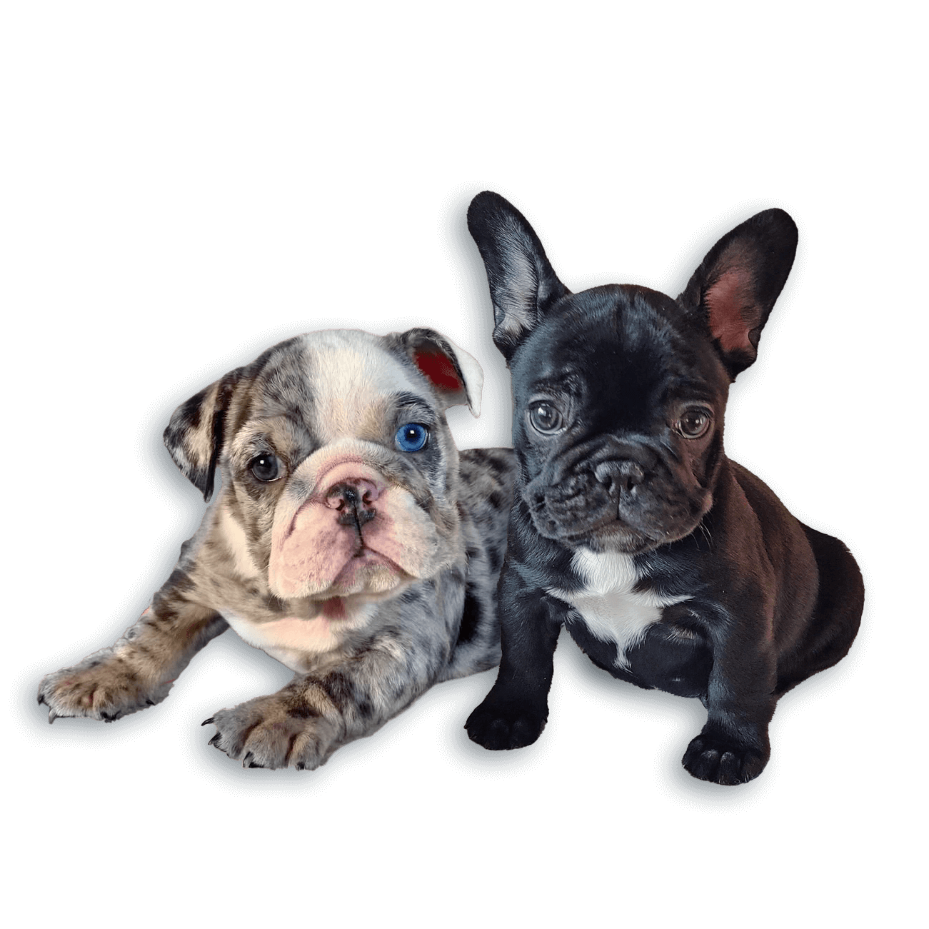 Instrument Disse skør Tank R Tots | Purebred English and French Bulldogs