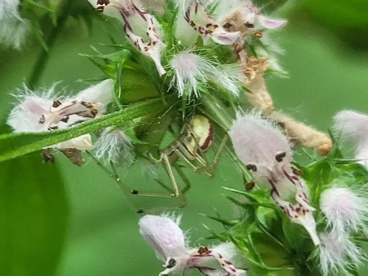 You Can Learn To Love Bugs, Too!