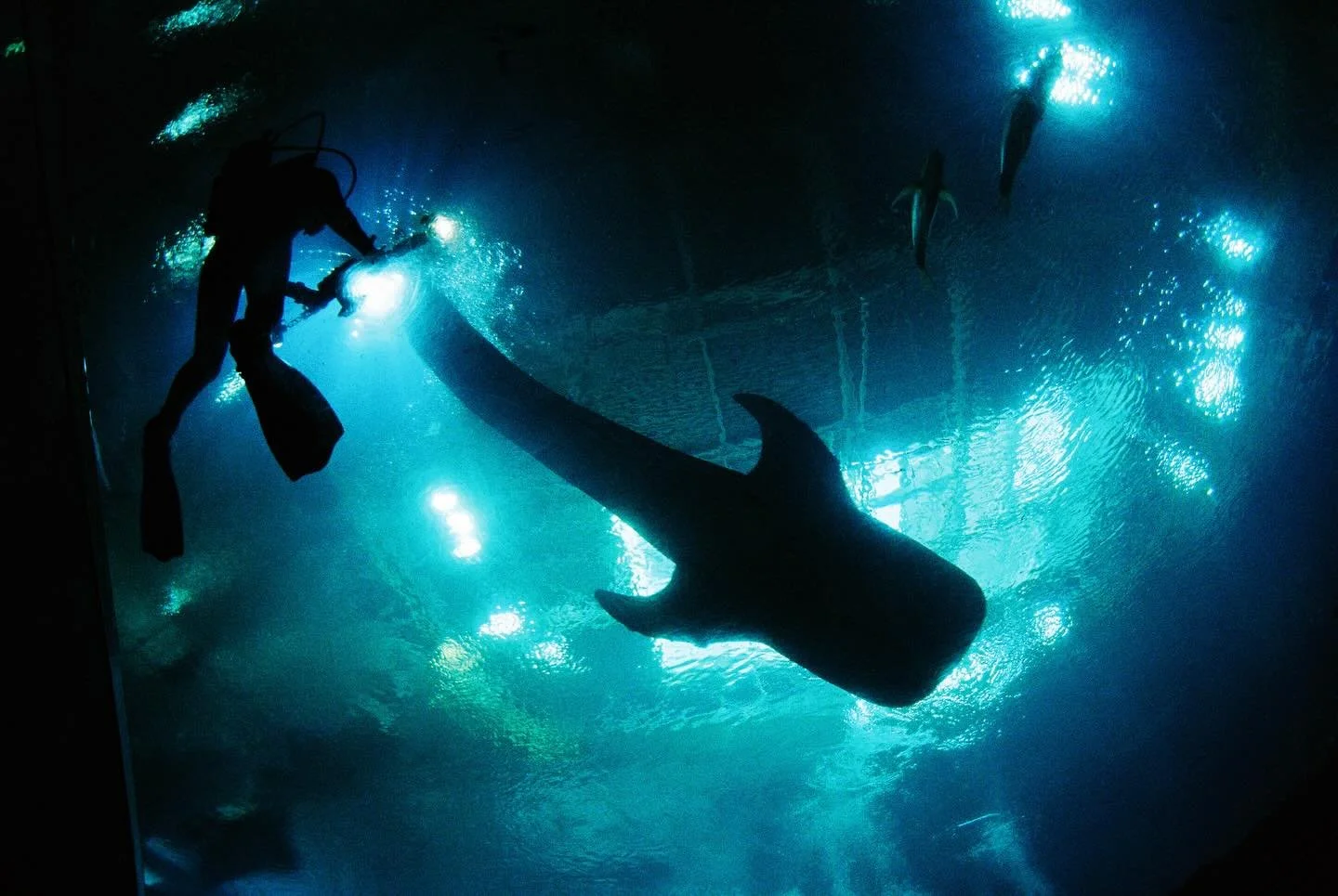 I finally got to visit the @georgiaaquarium and it totally delivered!! #filmbytigre

#georgiaaquarium #dolphins #35mmfilm #filmphotography #filmshooters #minoltagang #minolta16mmf28 #fujifilm400 #analogphotography #filmcommunity #filmcamera #filmfeed