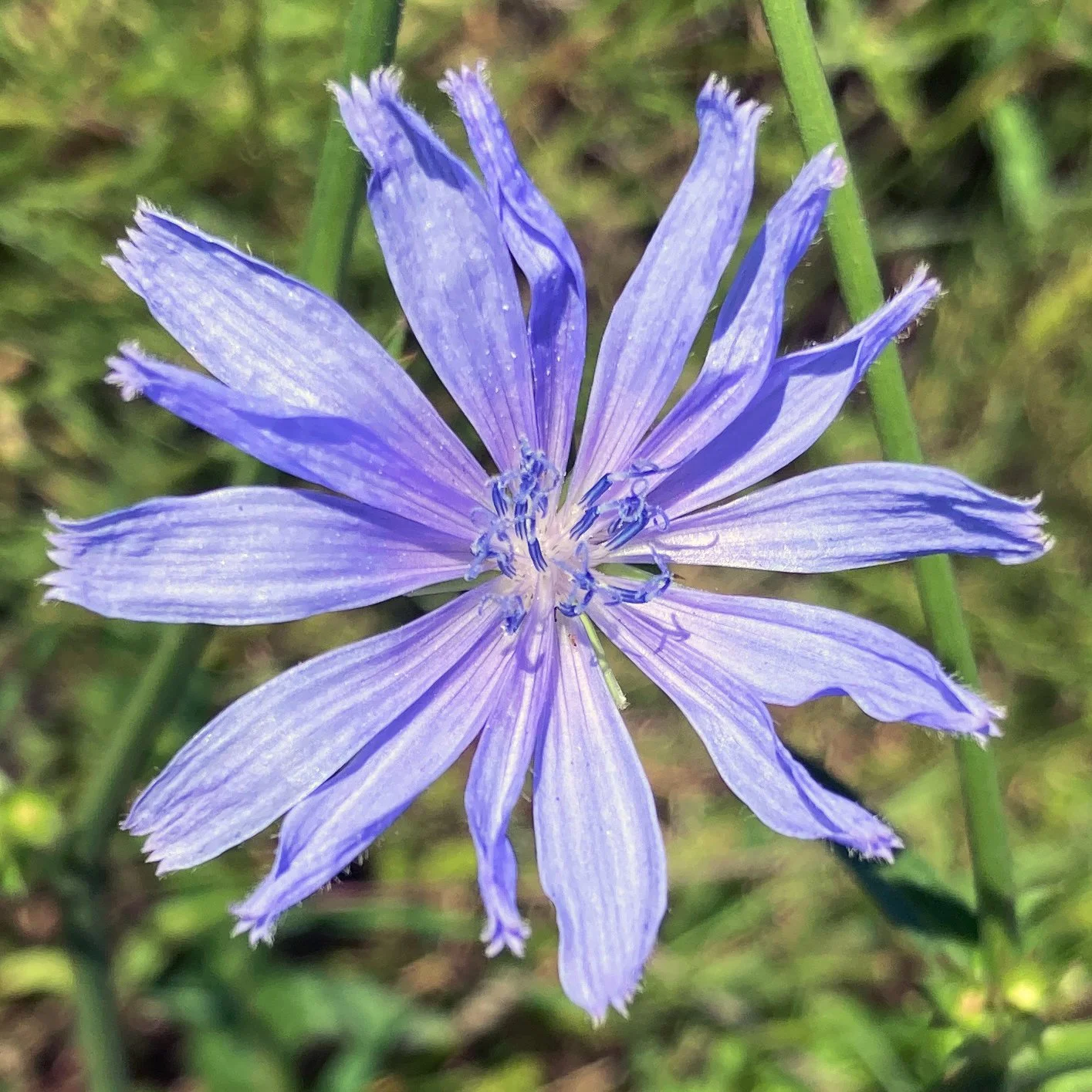 Line - Elias Yang.jpg