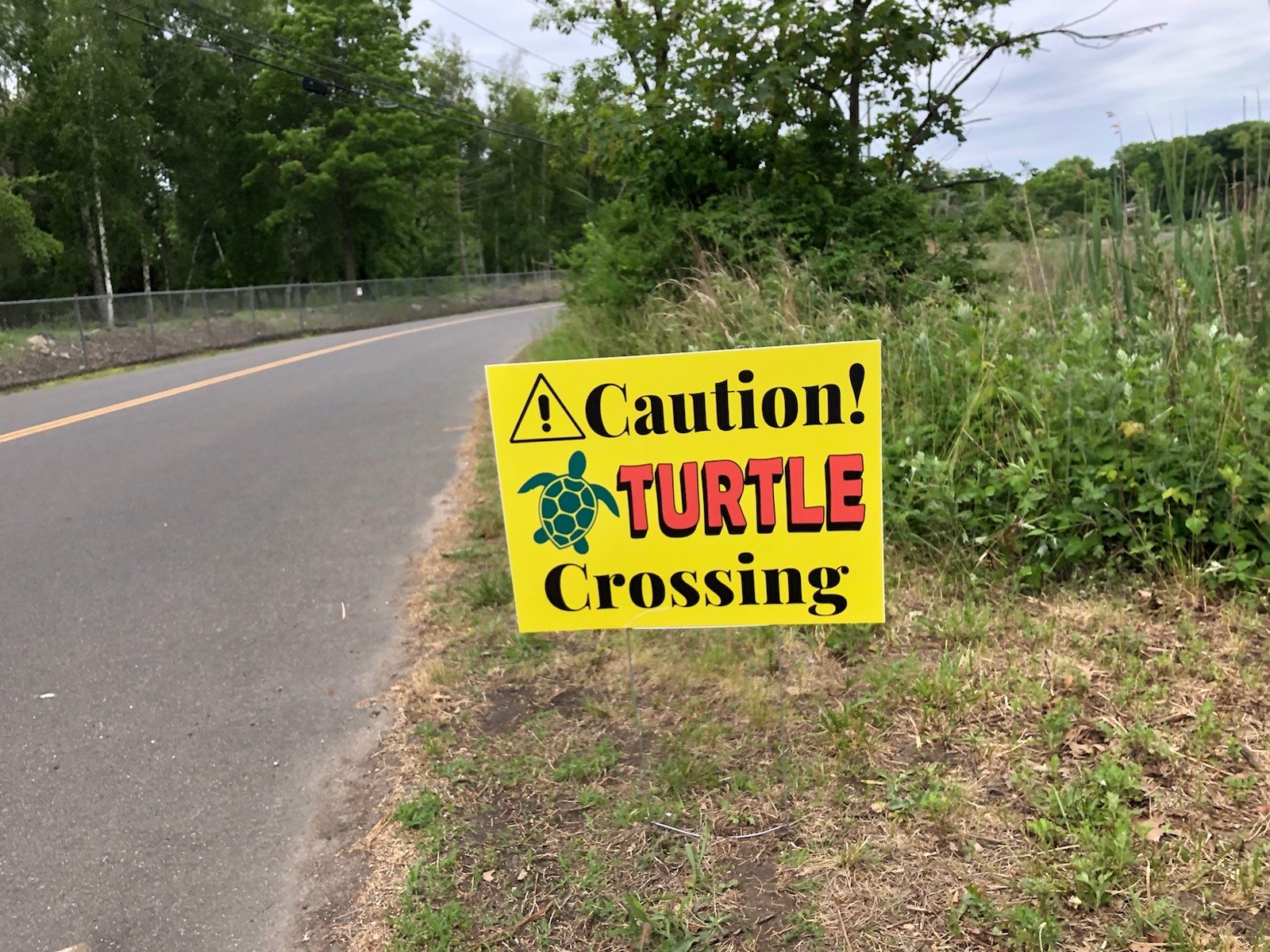 Diamondback Terrapins (listed on the IUCN Red List as Vulnerable: “facing a high risk of extinction in the wild in the immediate future”) crawl out of the salt marsh surrounding Manresa Peninsula to lay eggs. In the Spring and Summer months they can