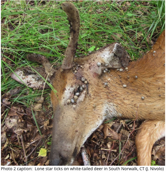 The Lone Star tick was discovered on Manresa Peninsula in the recent past. Photo was taken bythe  CT Department of Environmental Protection. Article citing this Lone Star Infestation, can be found by clicking photo above.