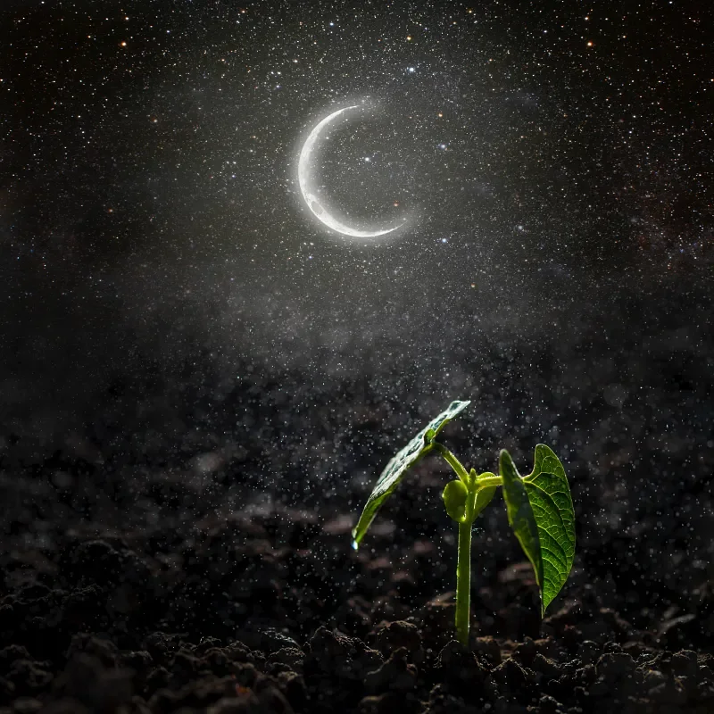 Crescent moon above a new plant growing under a starry sky.