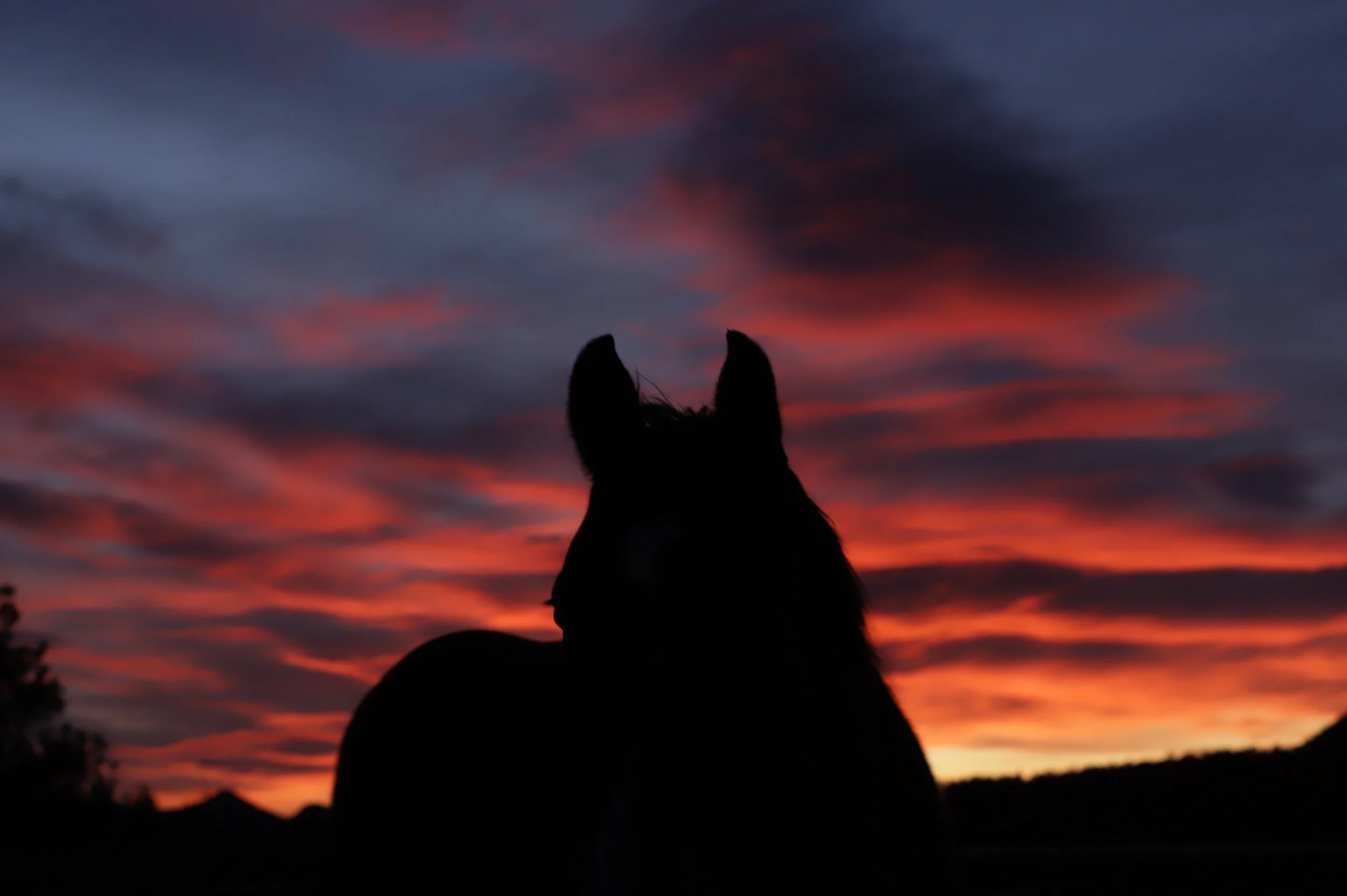 untitled (6 of 73).JPG