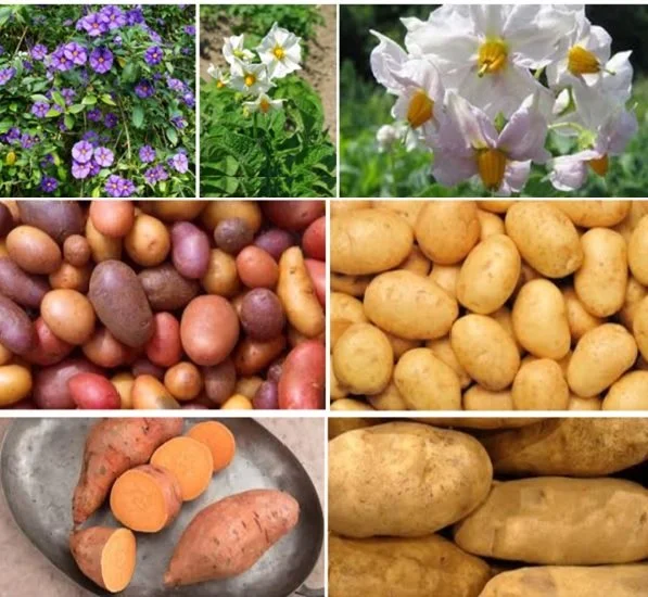       
  
     How potatoes changed the world?     Gentleman1 : Do you know how potatoes changed the world?    Gentleman3 : Potatoes changed the world? I don't think so. It is just an ordinary vegetable.   Gentleman1:&nbsp;  Yes, this humble vegetabl