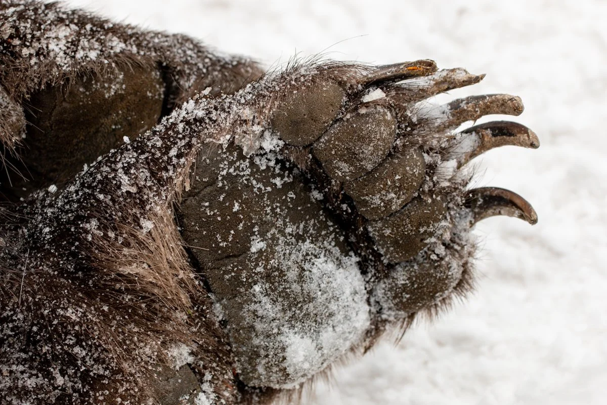 Grizzly Highway Mortality.jpg
