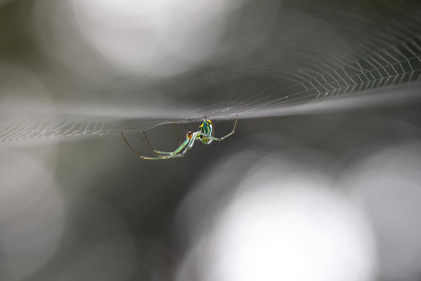 a lil mabel orchard orb weaver in flahrida