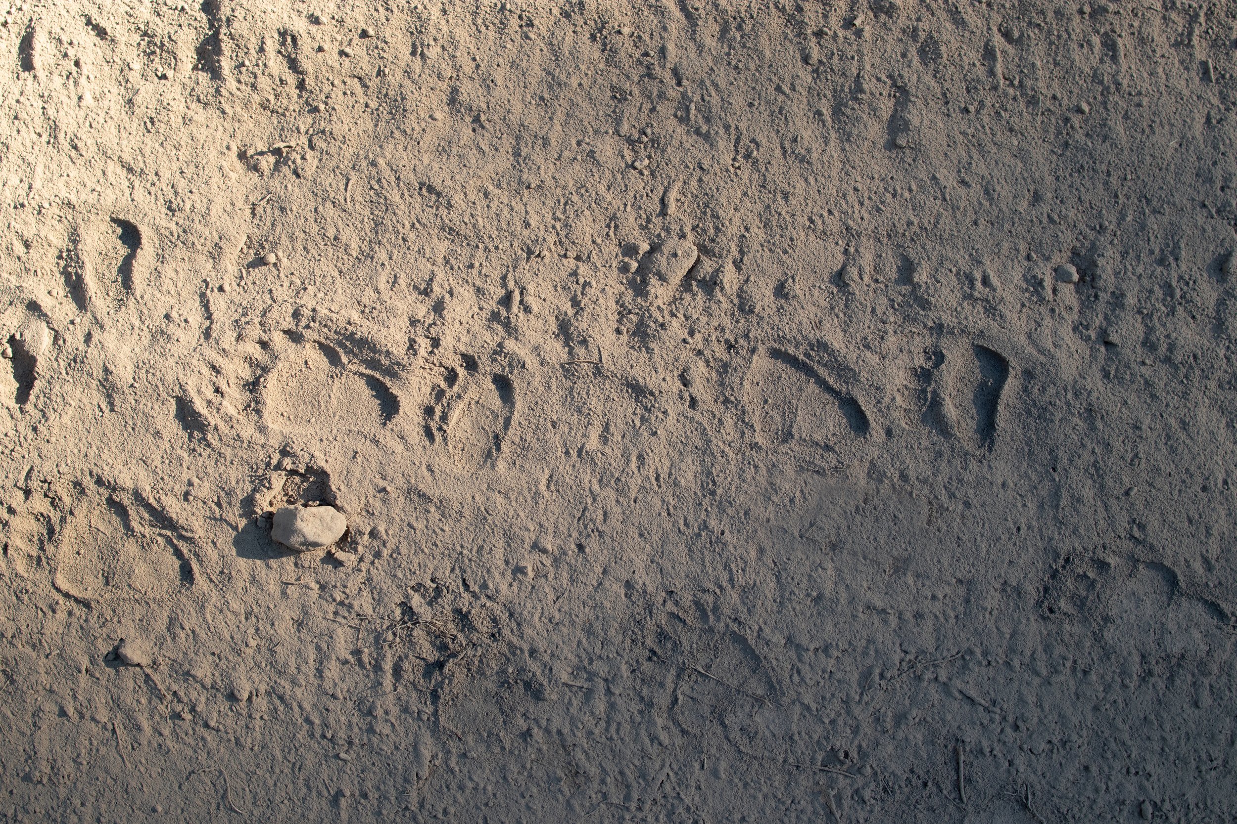 DiNino Dusty Griz Tracks.jpg