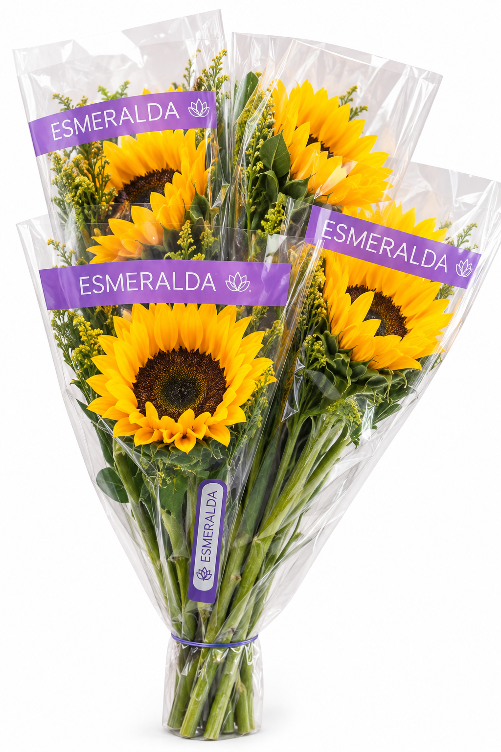 Fresh Sunflowers
