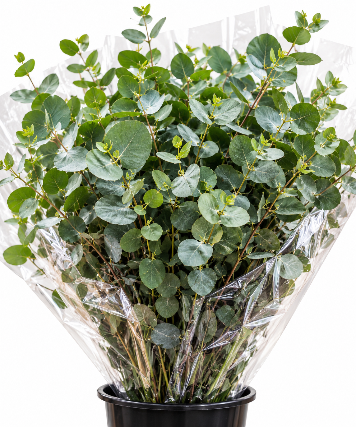 Fresh Eucalyptus