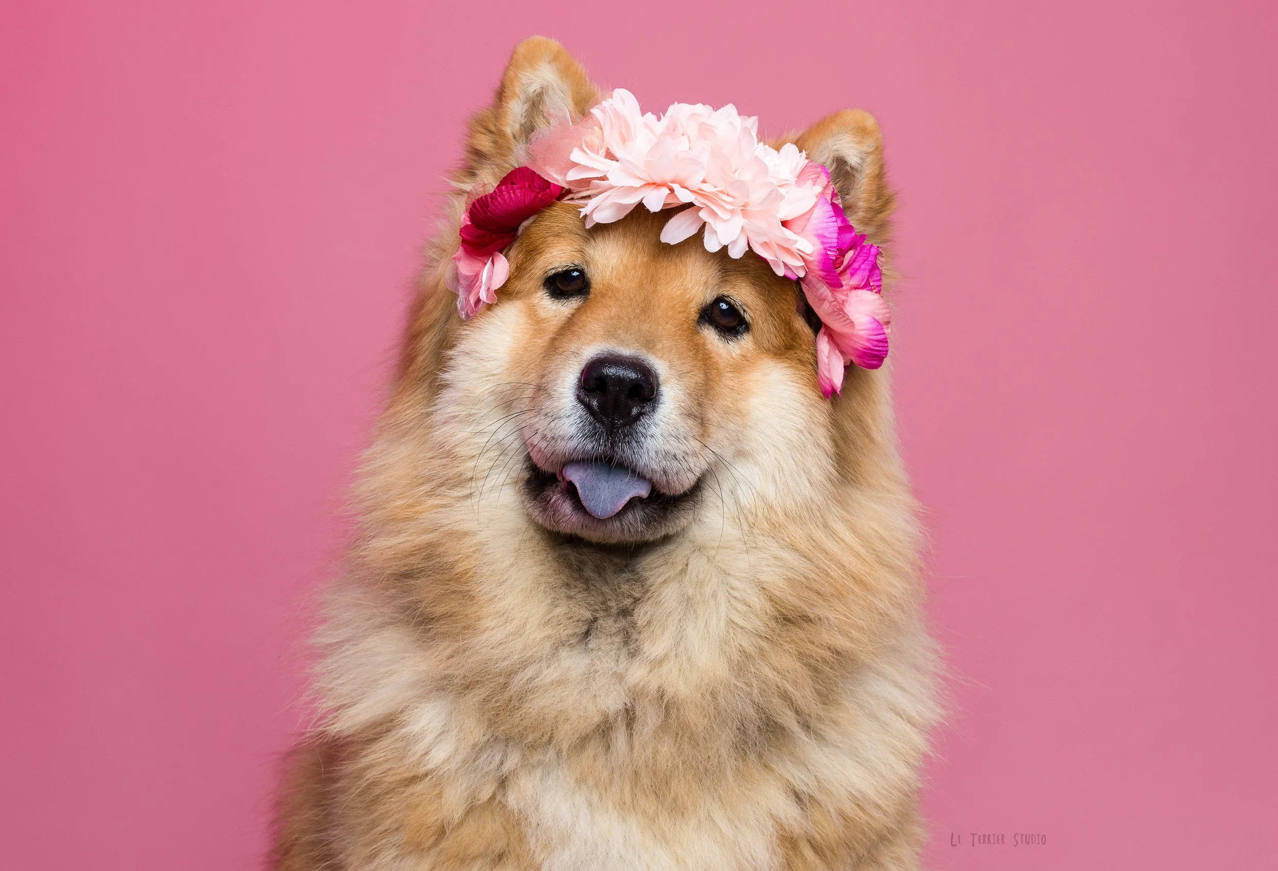 cão castanho claro com a língua de fora e coroa de flores, em fundo rosa