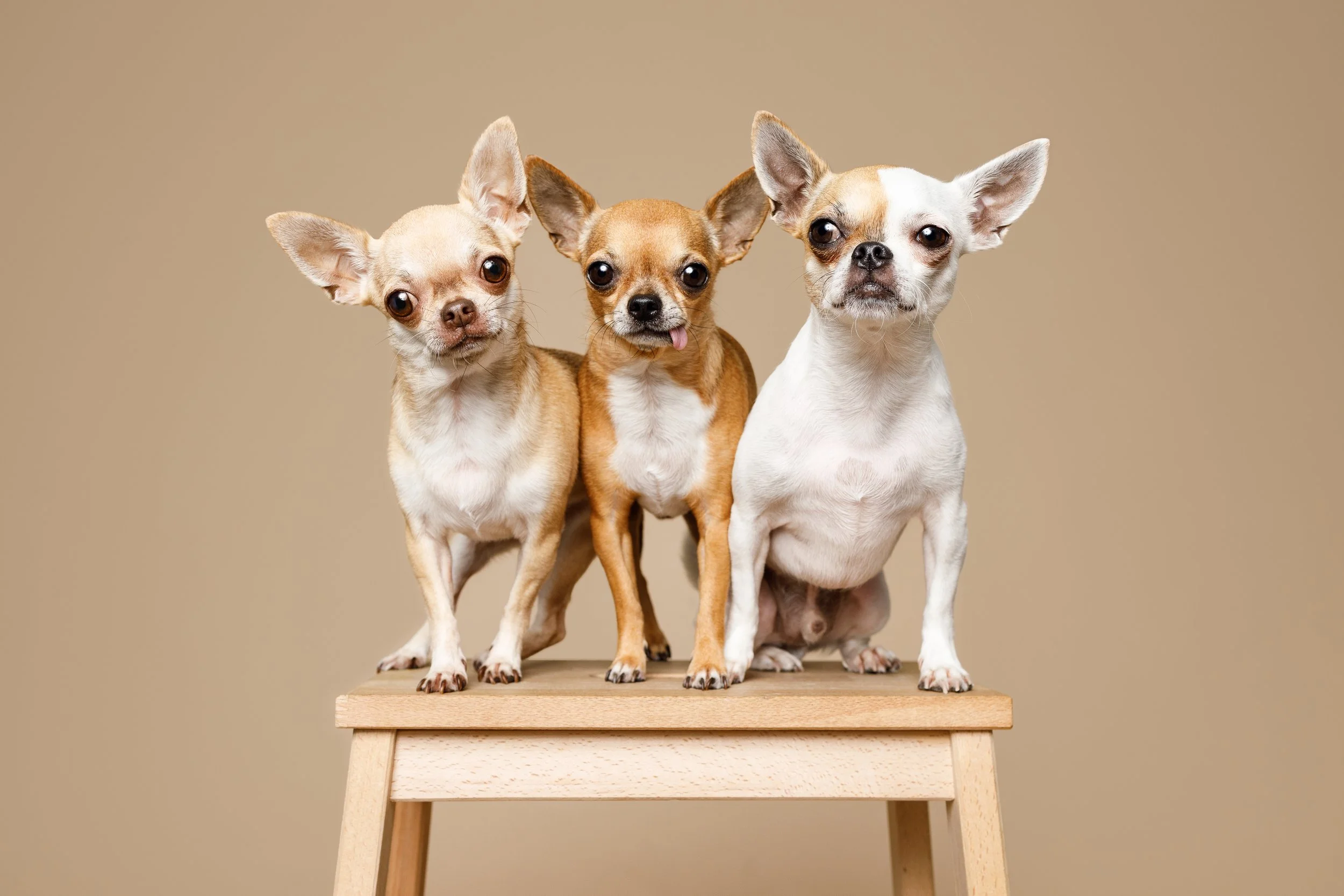 três cães em cima de um banco em fundo bege