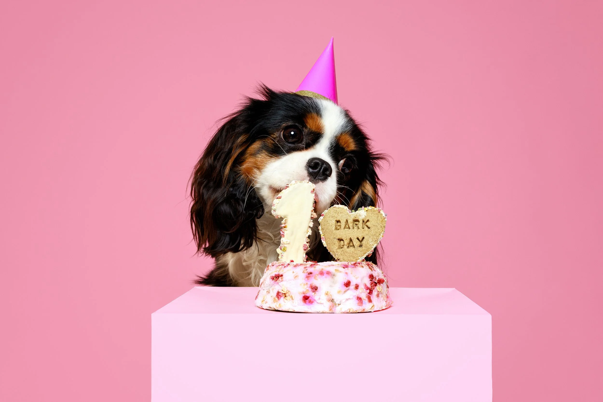 cão com um chapéu a comer bolo de aniversário em fundo rosa