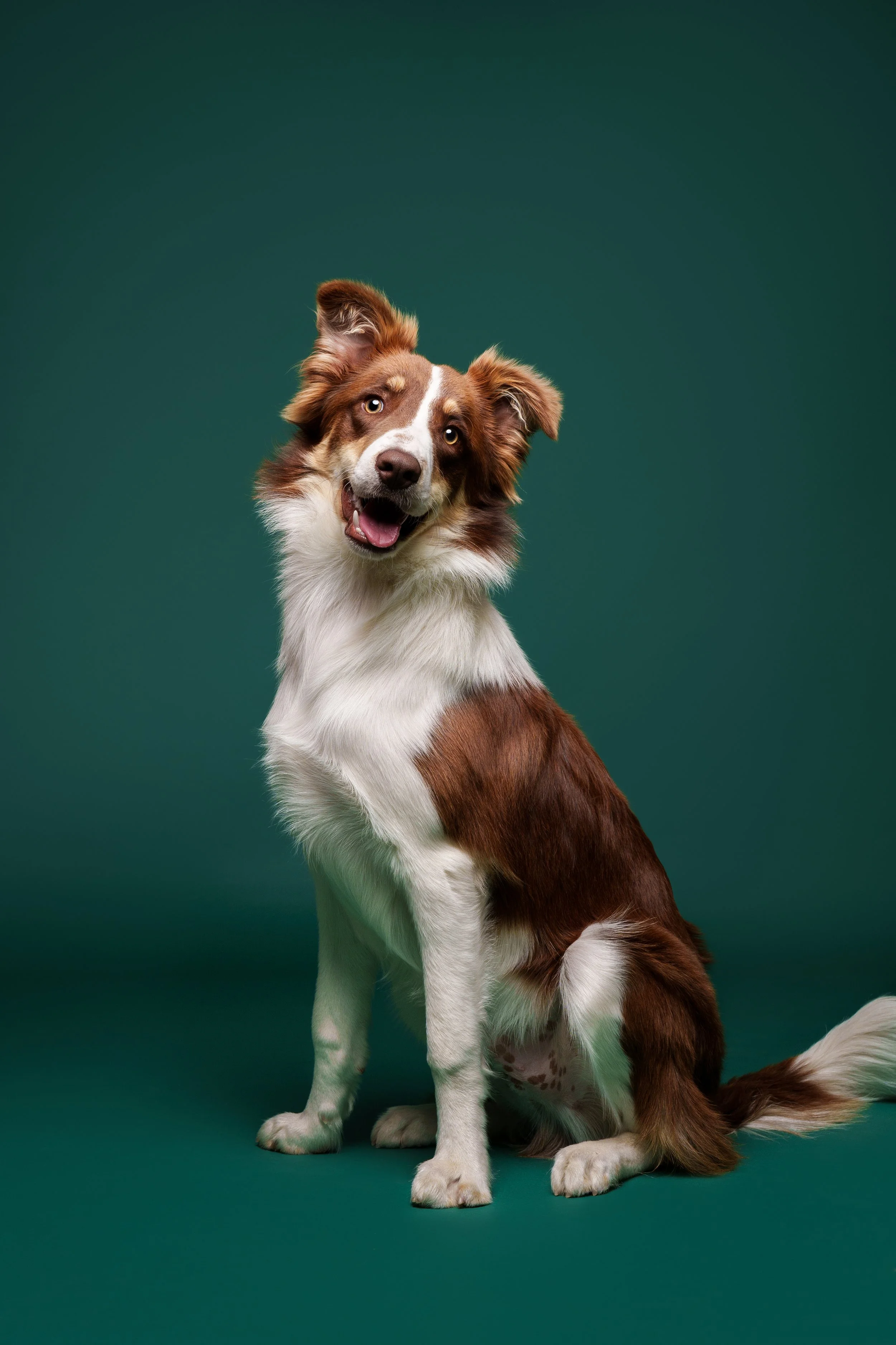 cão castanho e branco a sorrir em fundo verde escuro