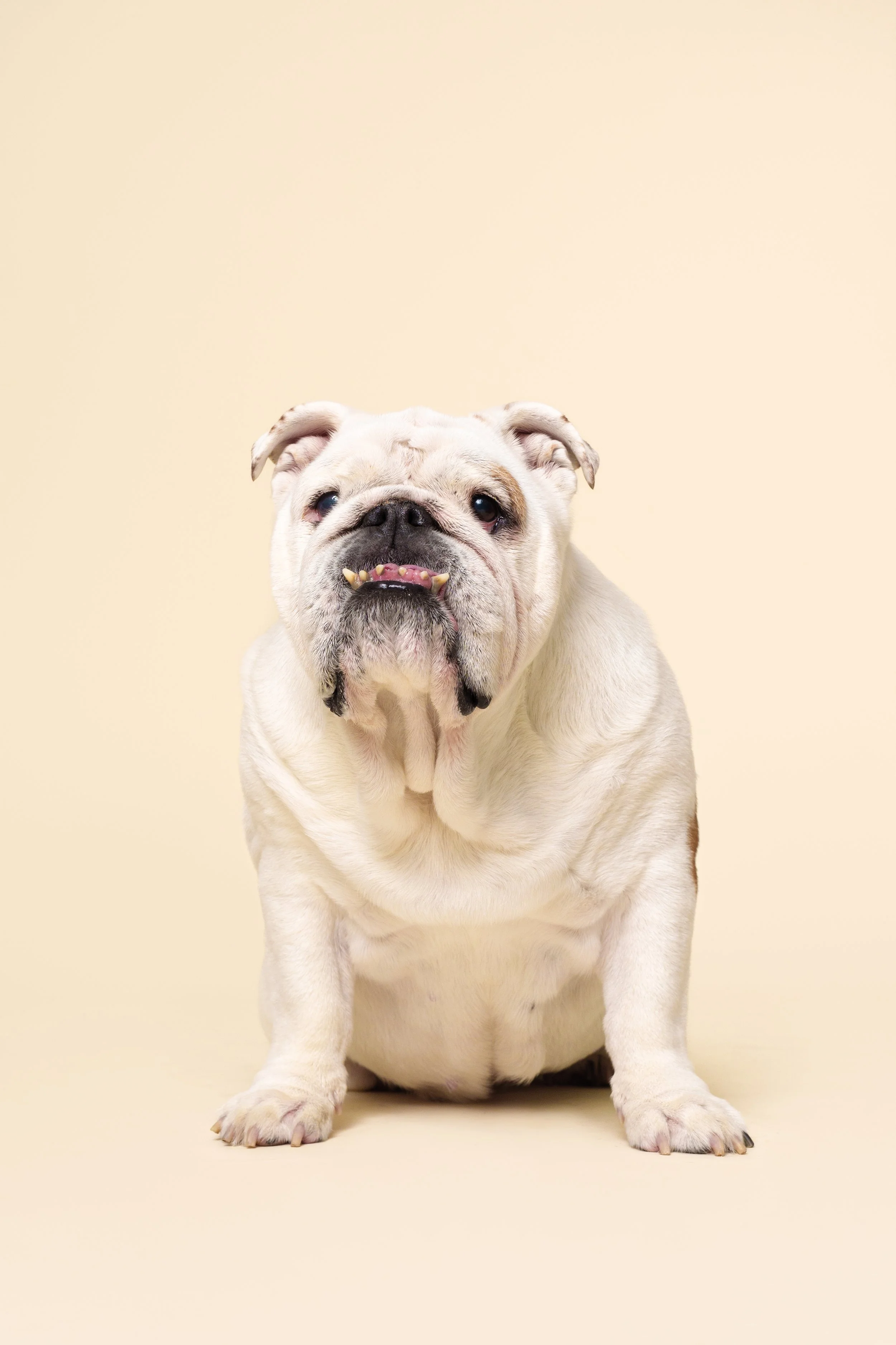 Fotografia criativa de cão em estúdio com fundo colorido, sessão fotográfica pet em Lisboa