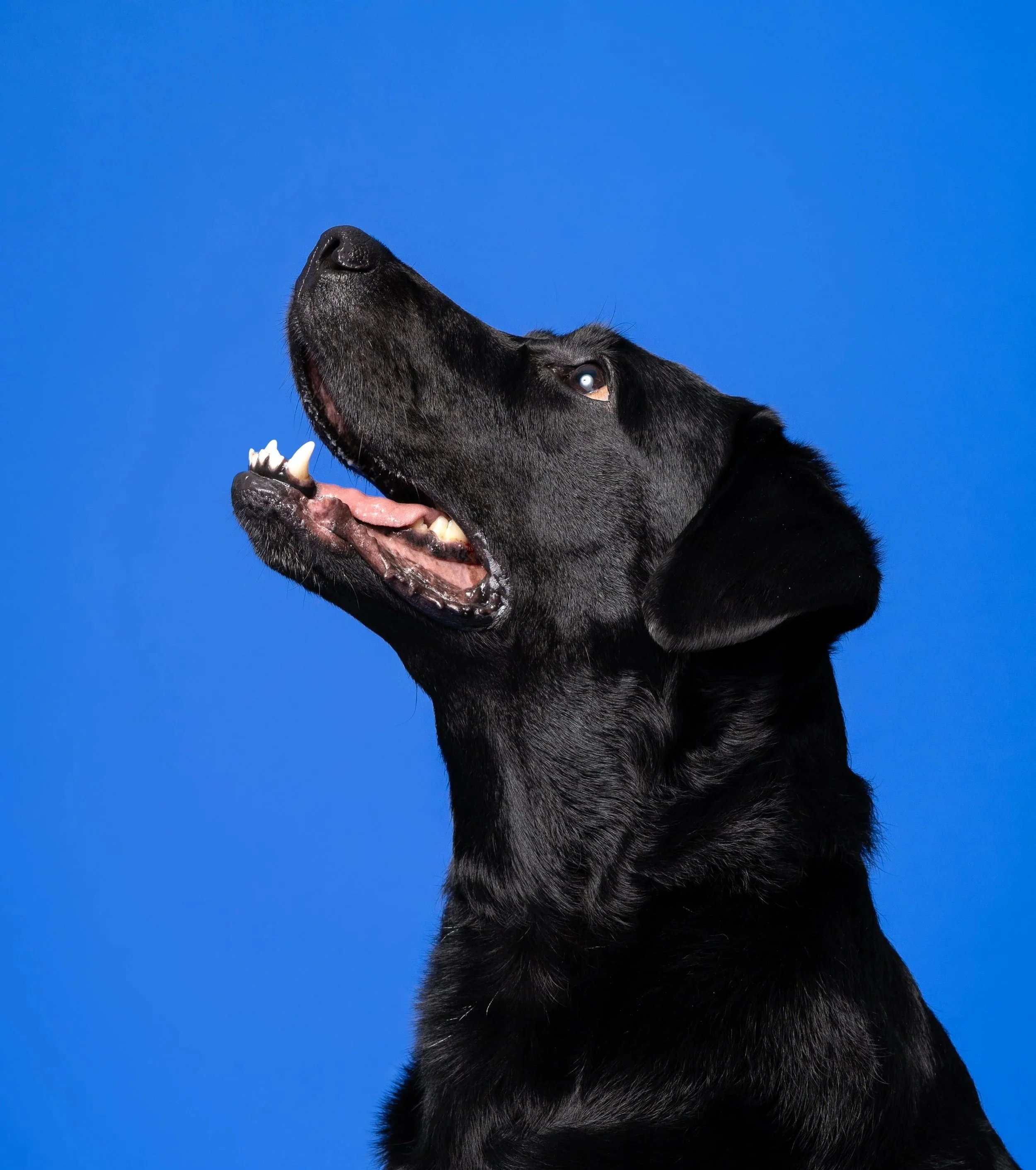 cão preto em fundo azul