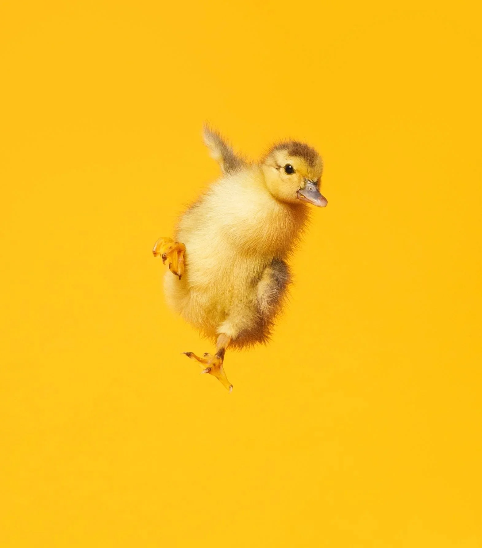 patinho em fundo amarelo