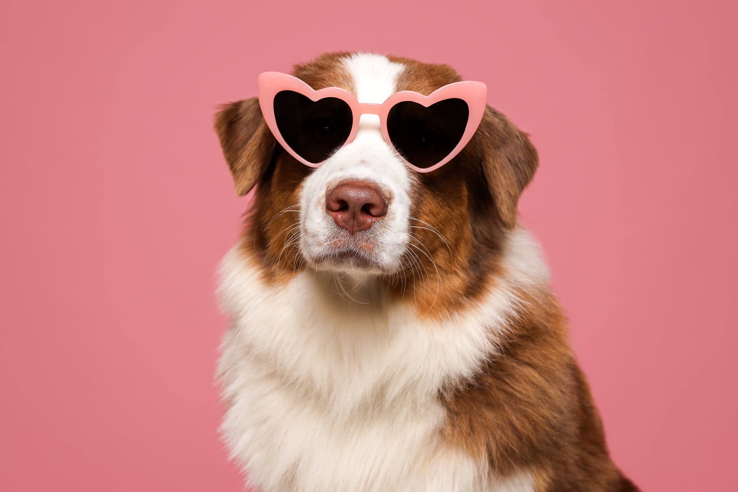 cão com óculos de sol em forma de coração em fundo rosa
