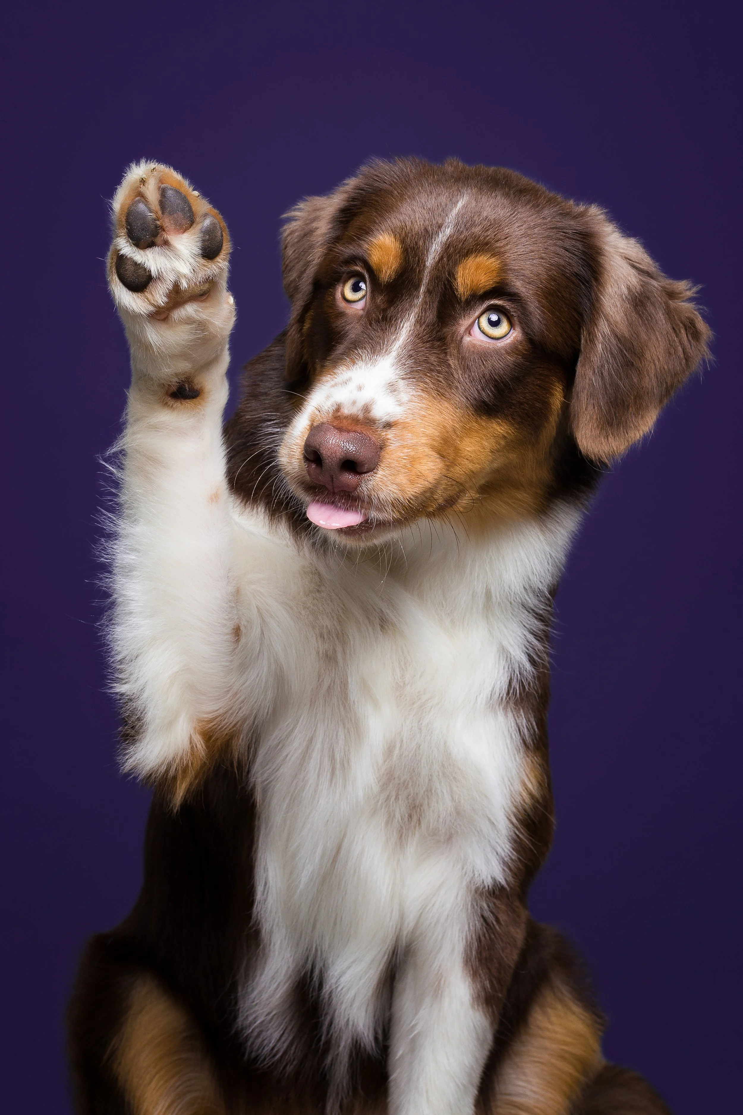 cão castanho e branco a dar a patinha, em fundo azul escuro